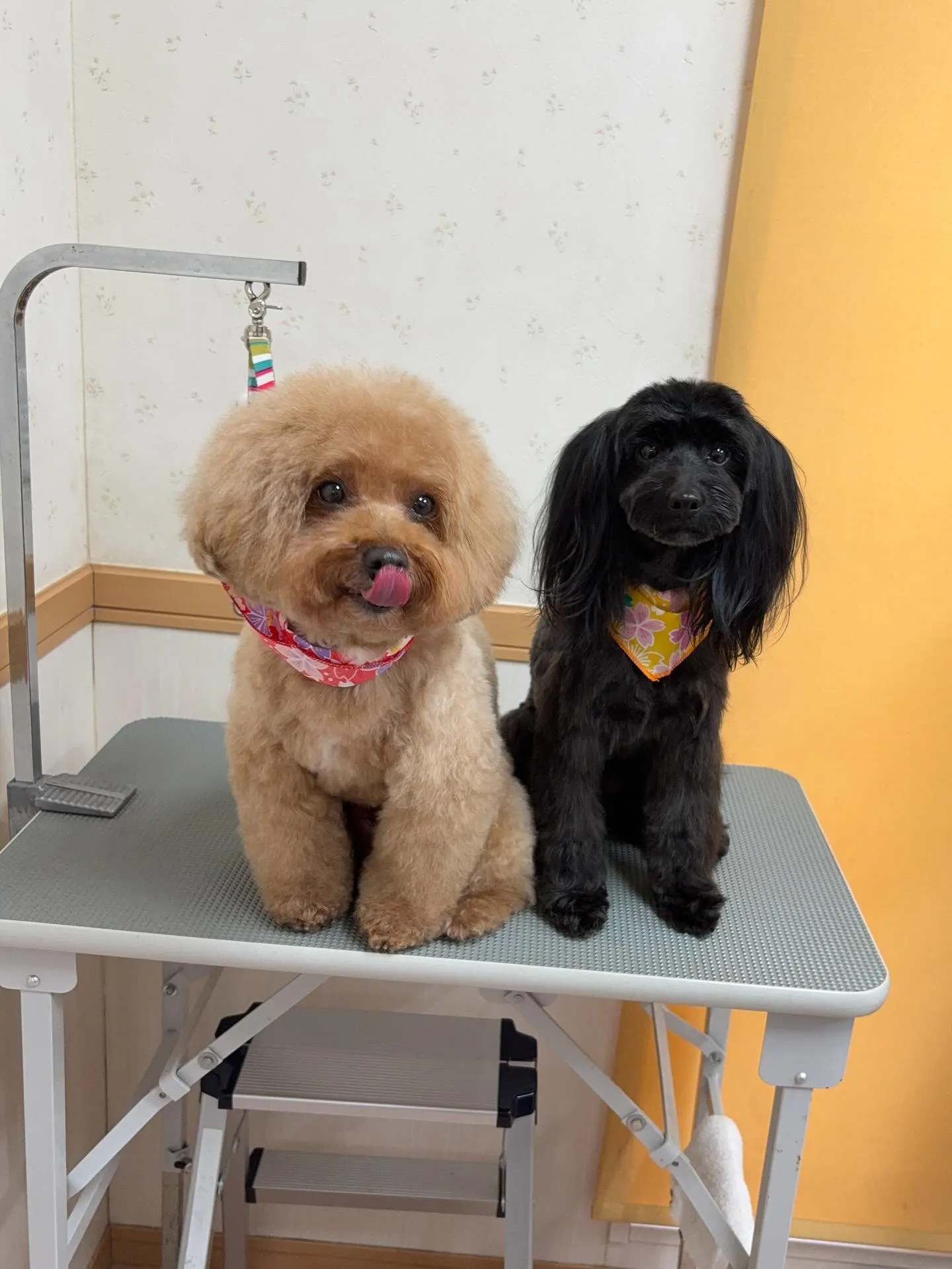 犬のトリミング✂️
