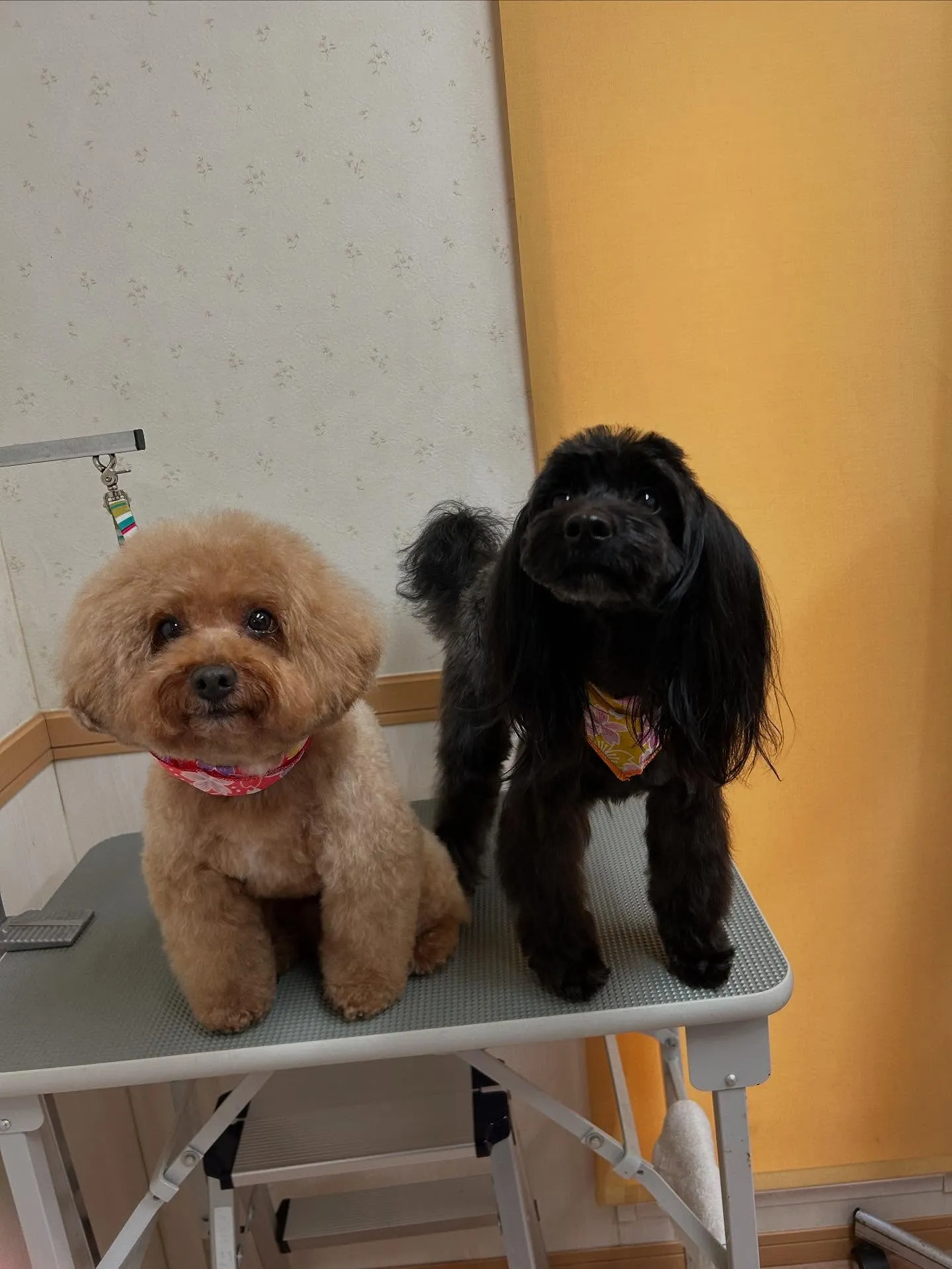 犬のトリミング✂️