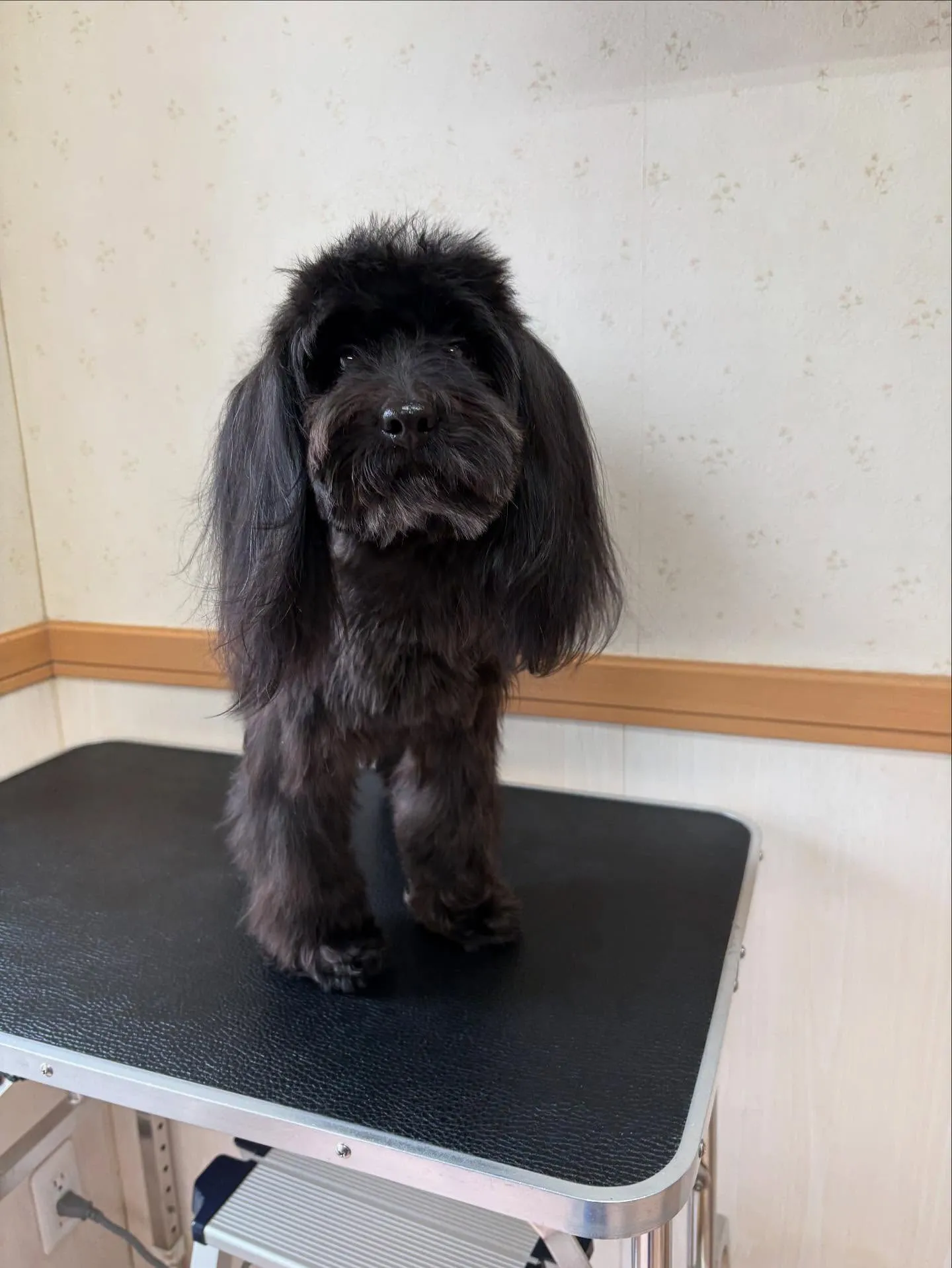 犬のトリミング✂️