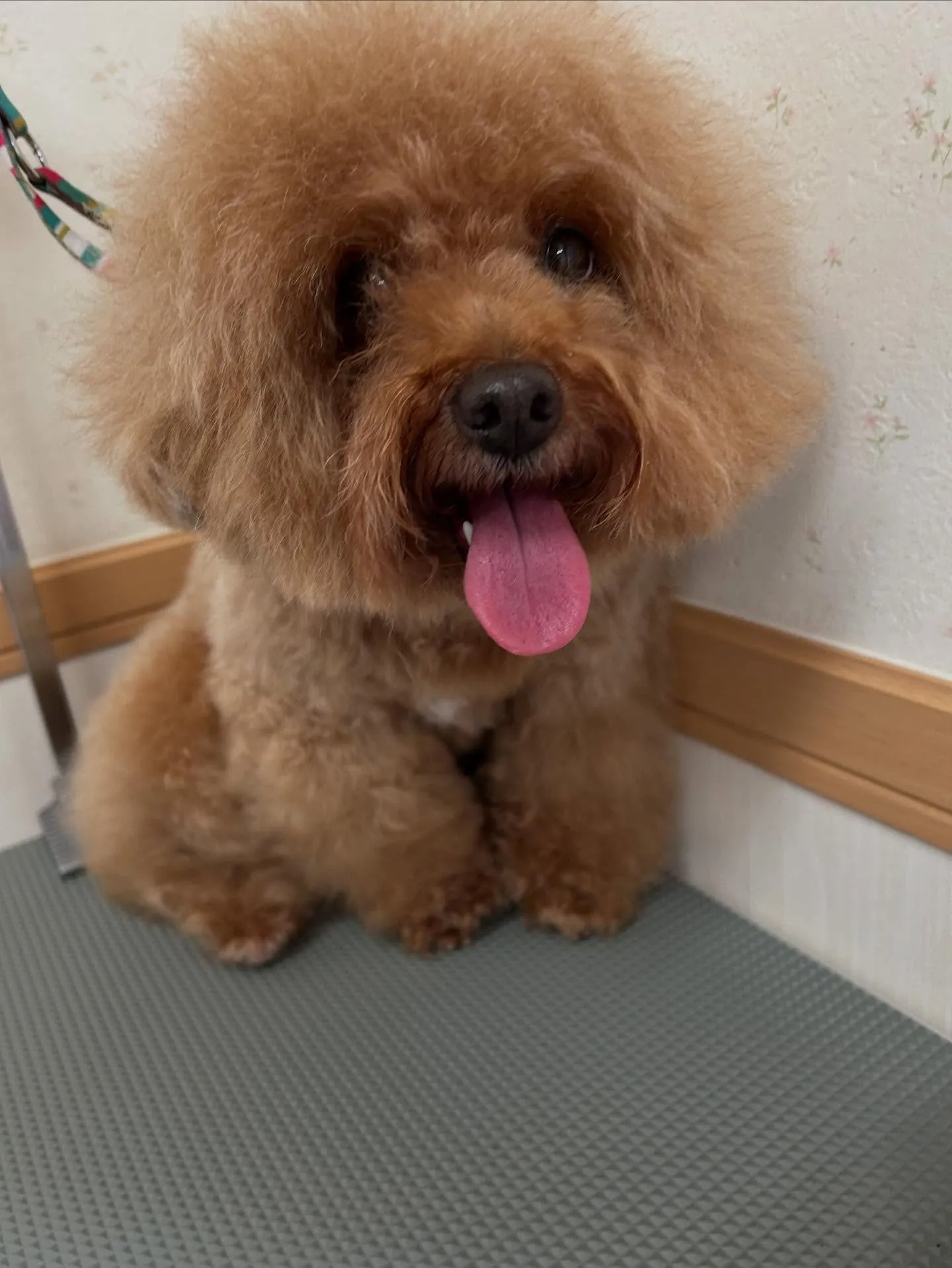 犬のトリミング✂️