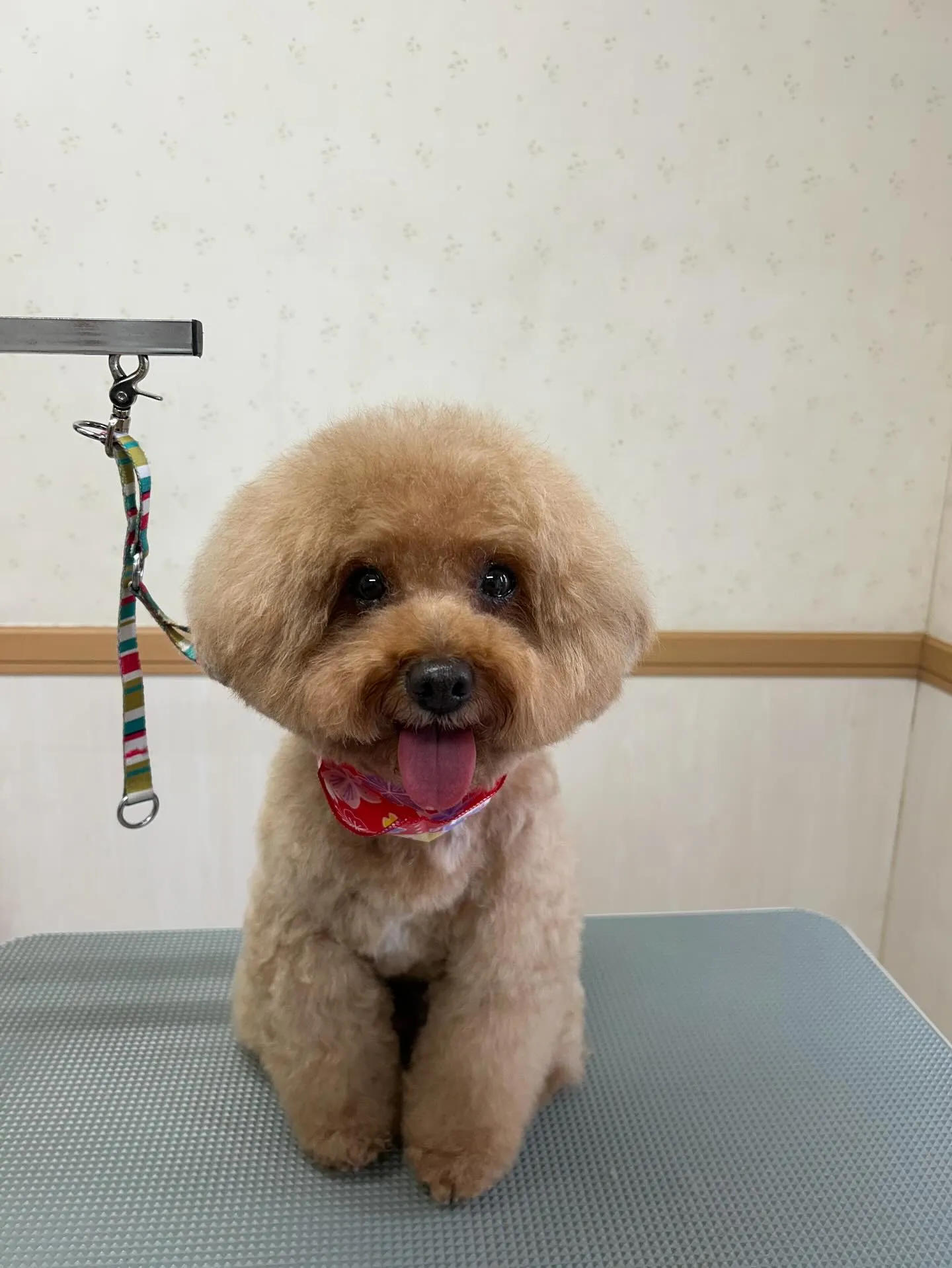 犬のトリミング✂️