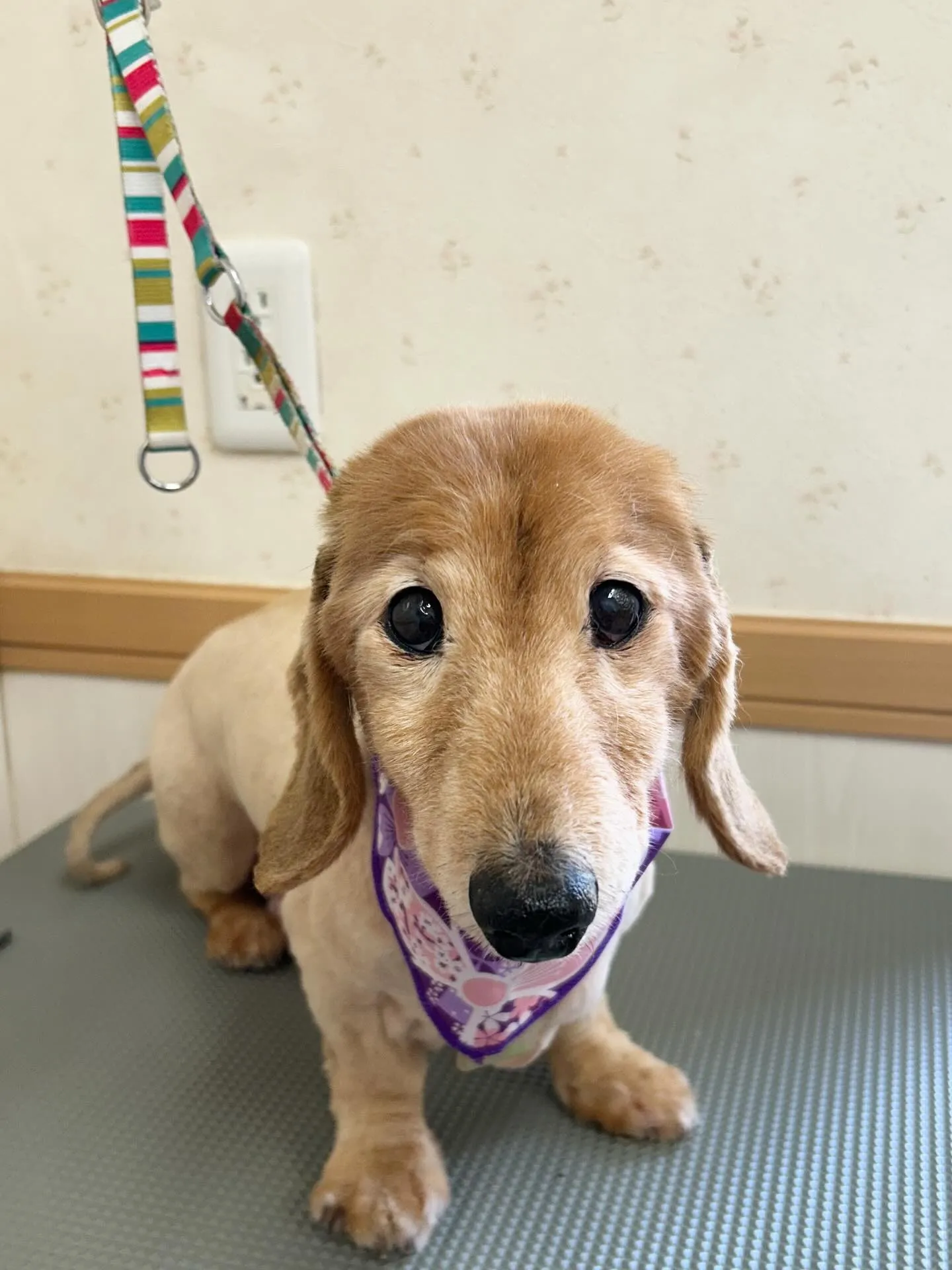 犬のトリミング✂️