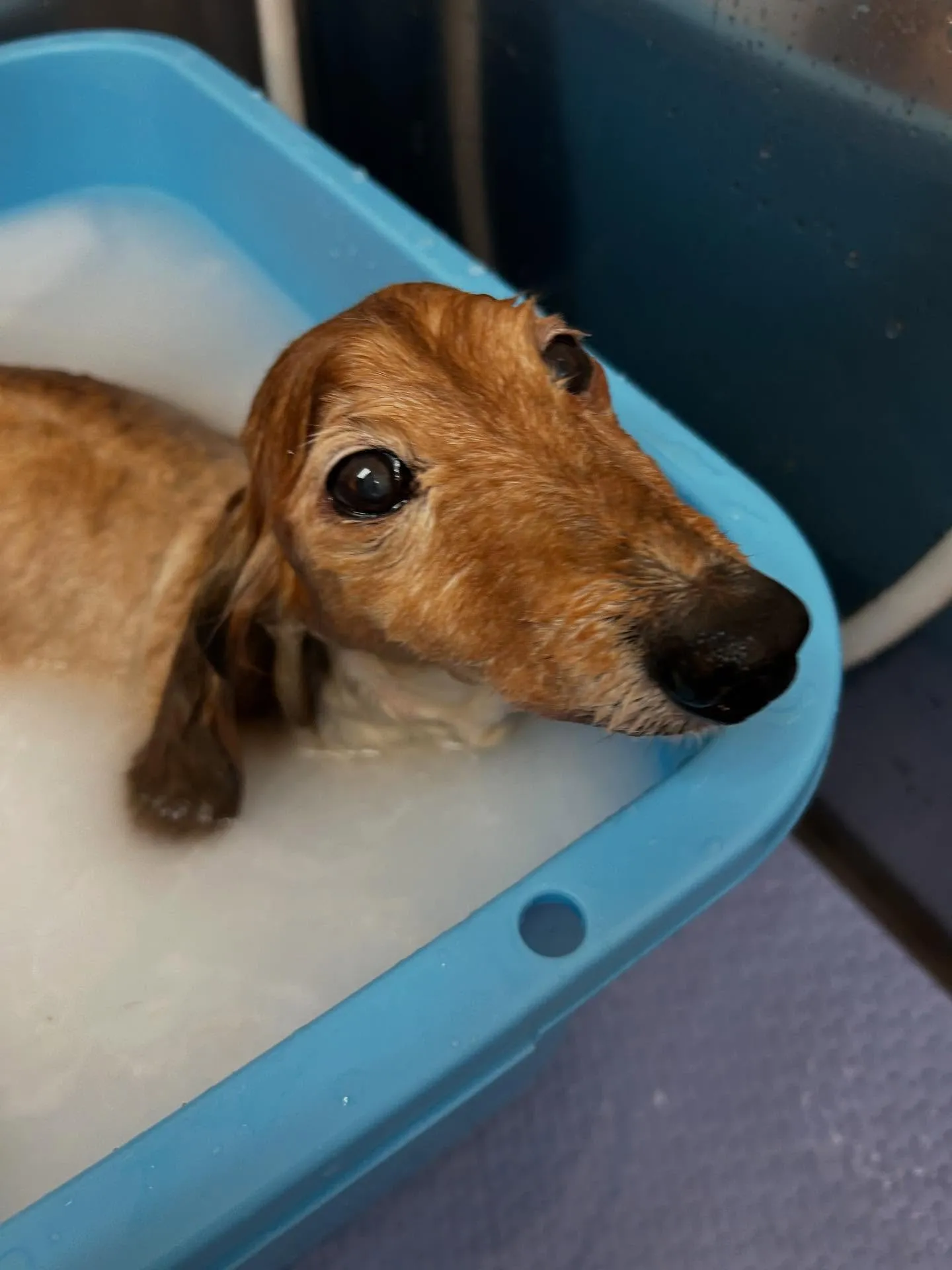犬のトリミング✂️