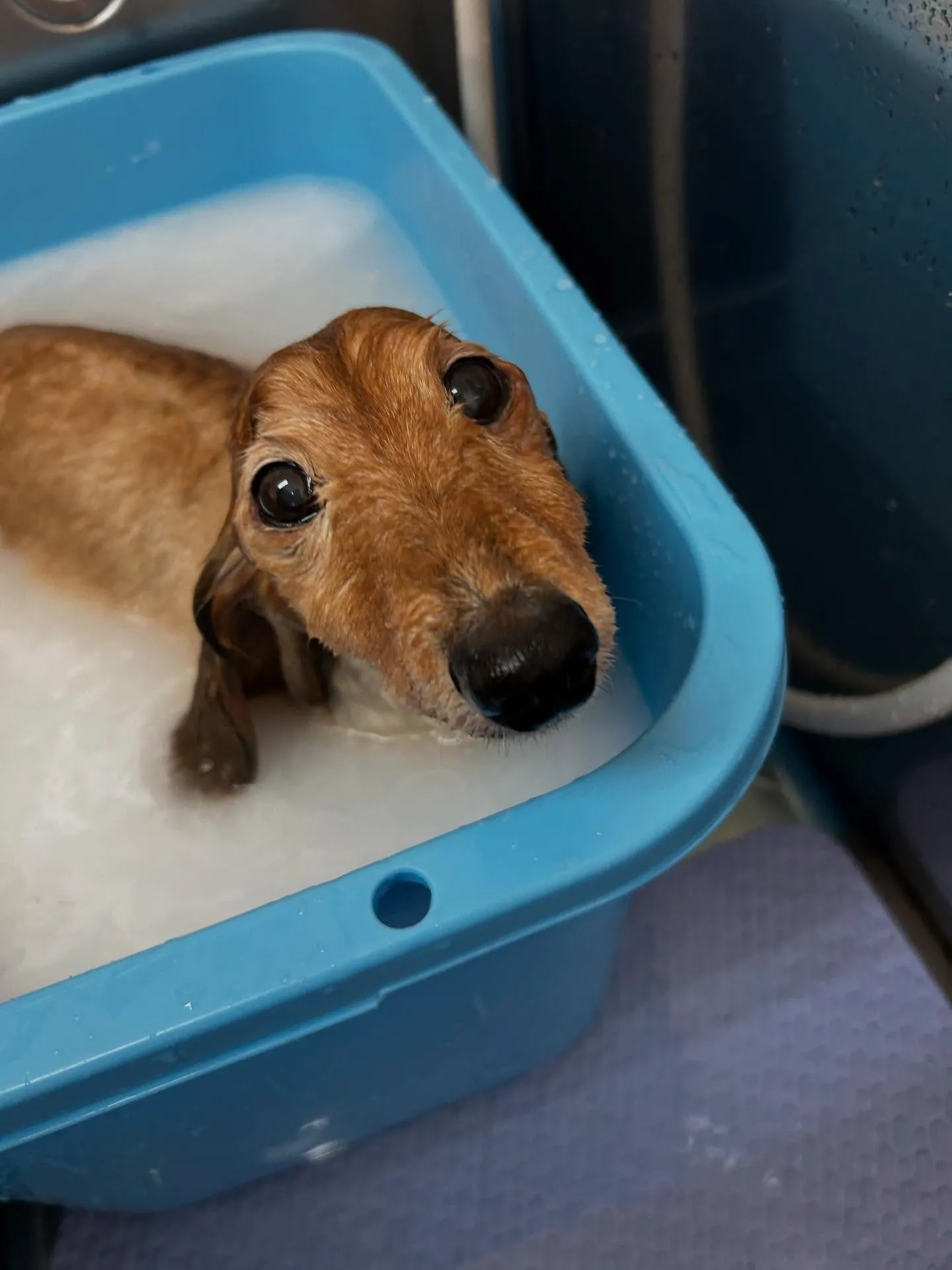 犬のトリミング✂️
