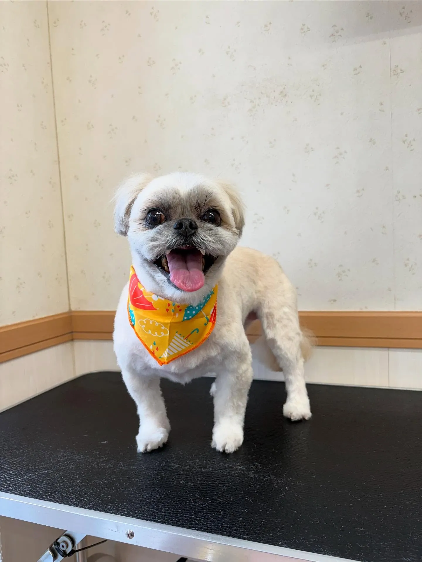 犬のトリミング✂️