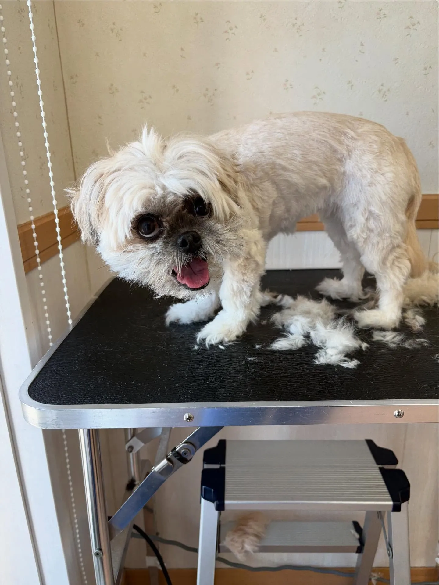 犬のトリミング✂️