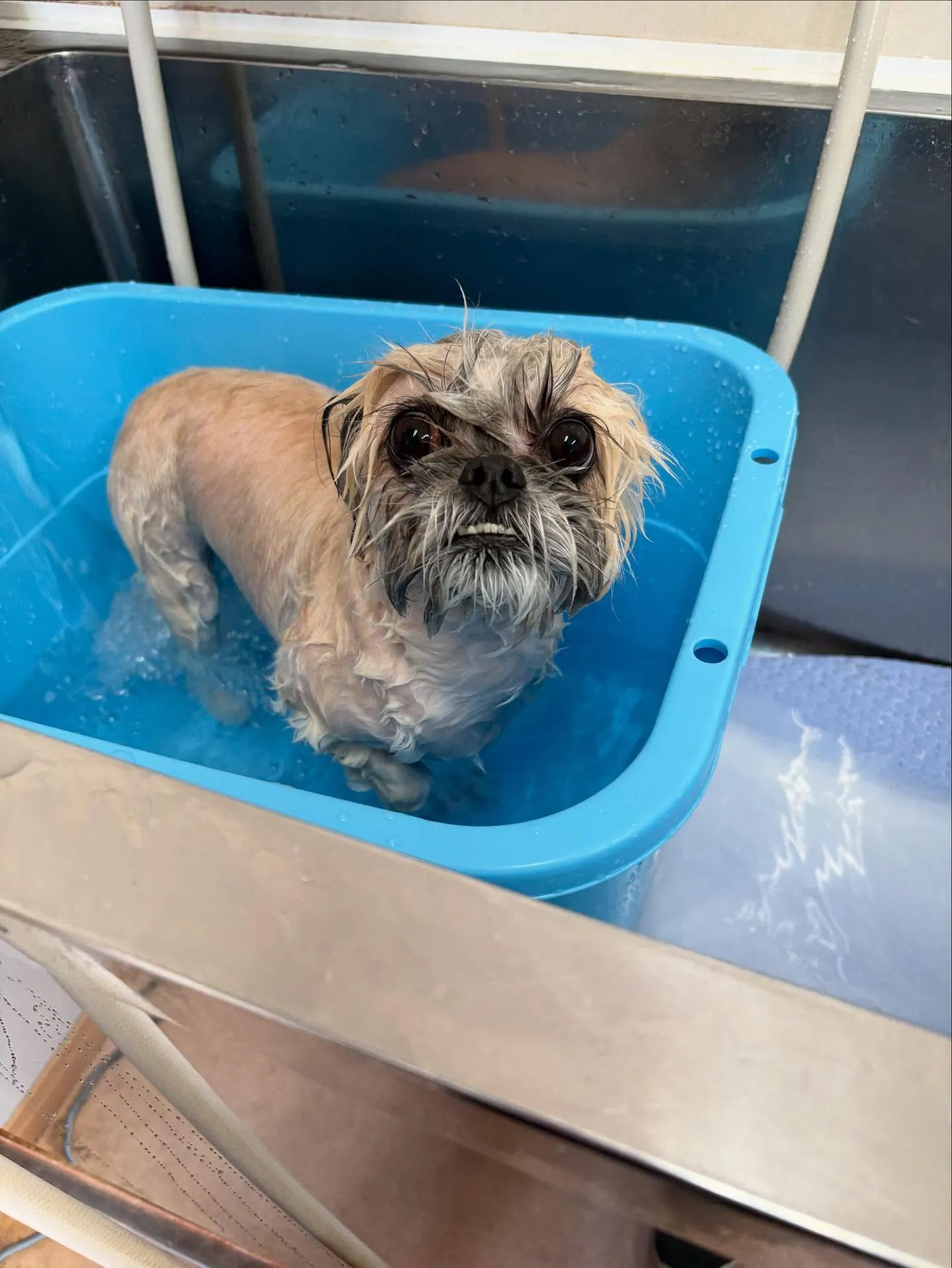 犬のトリミング✂️