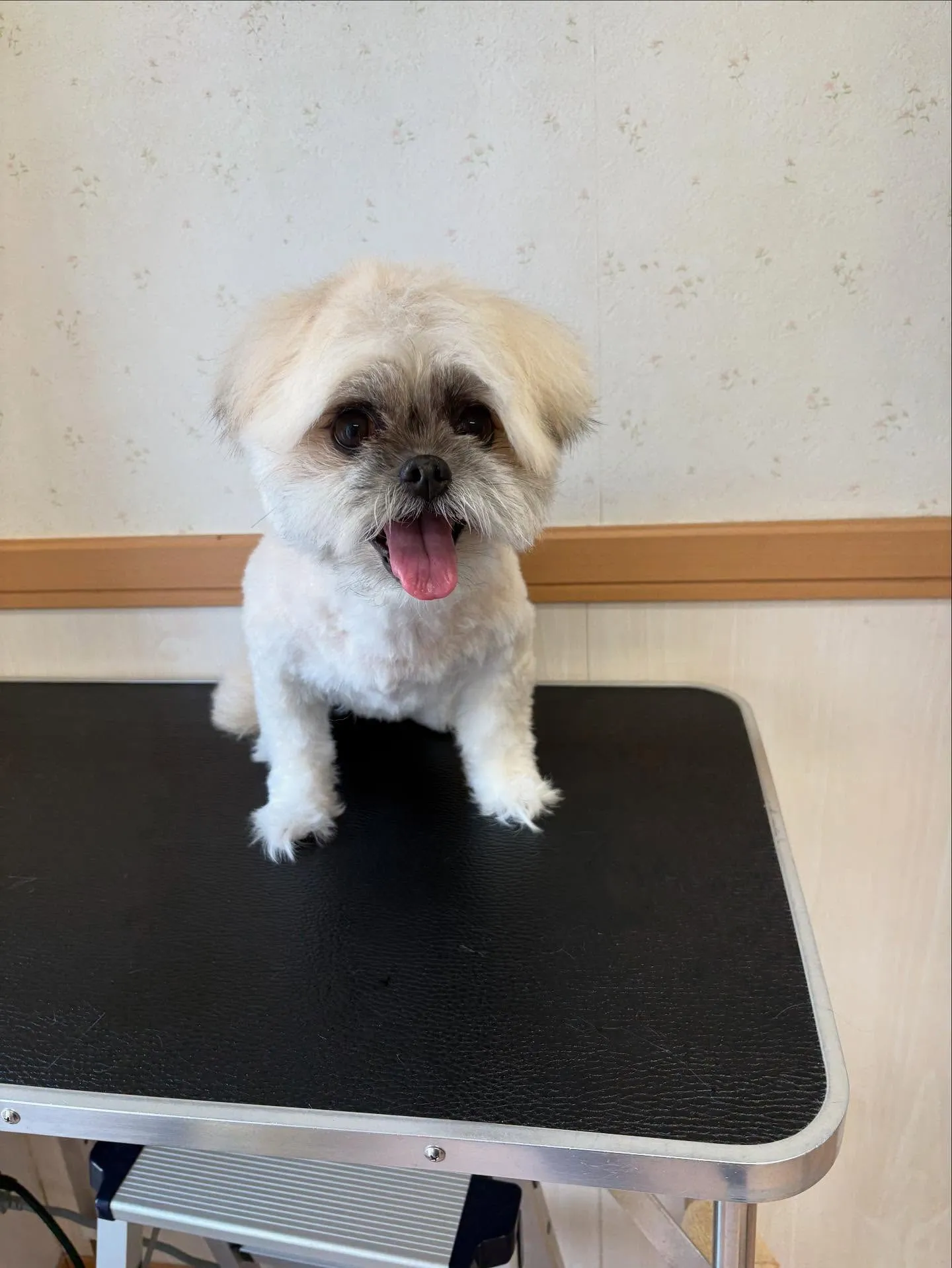 犬のトリミング✂️