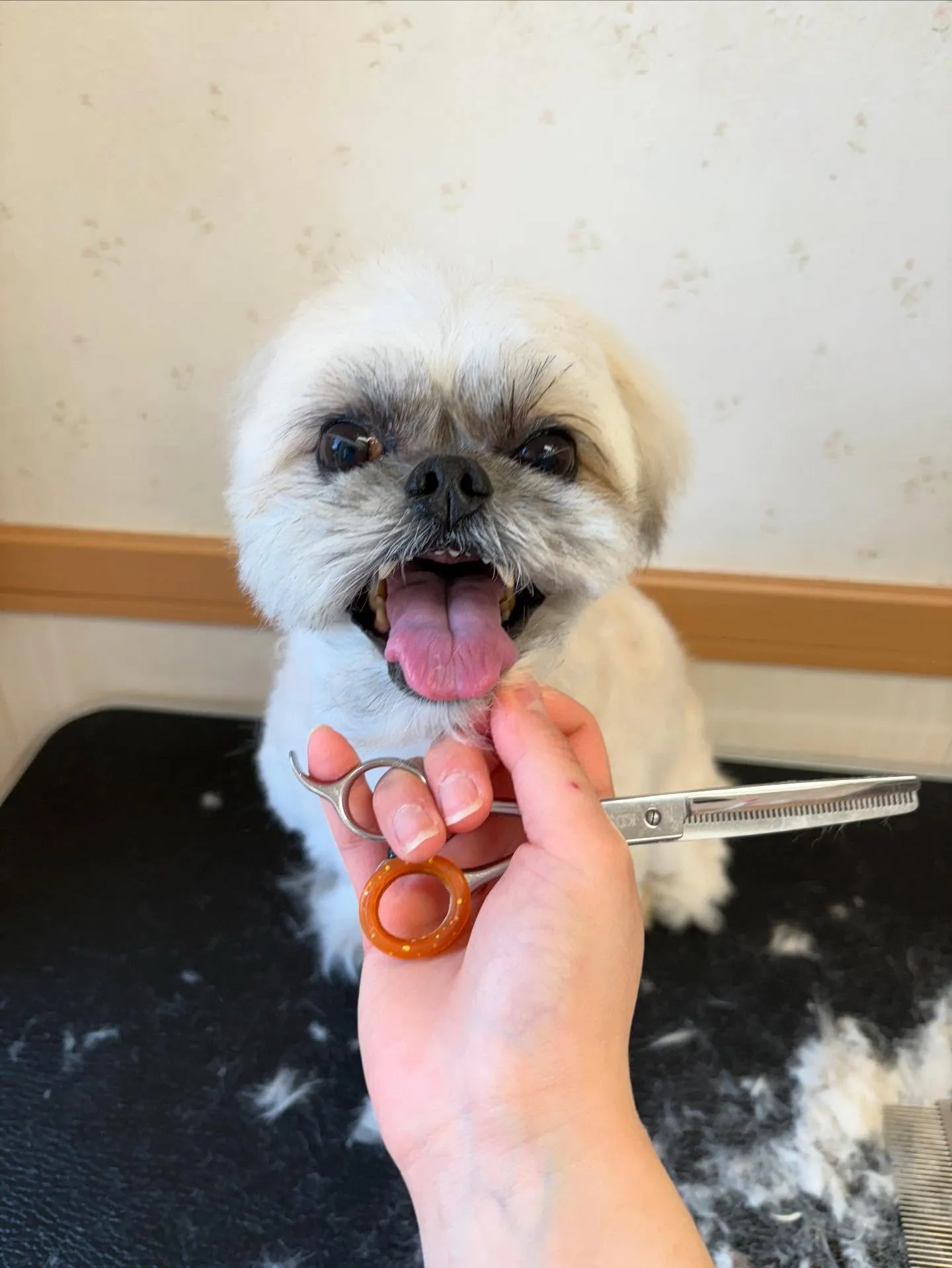 犬のトリミング✂️