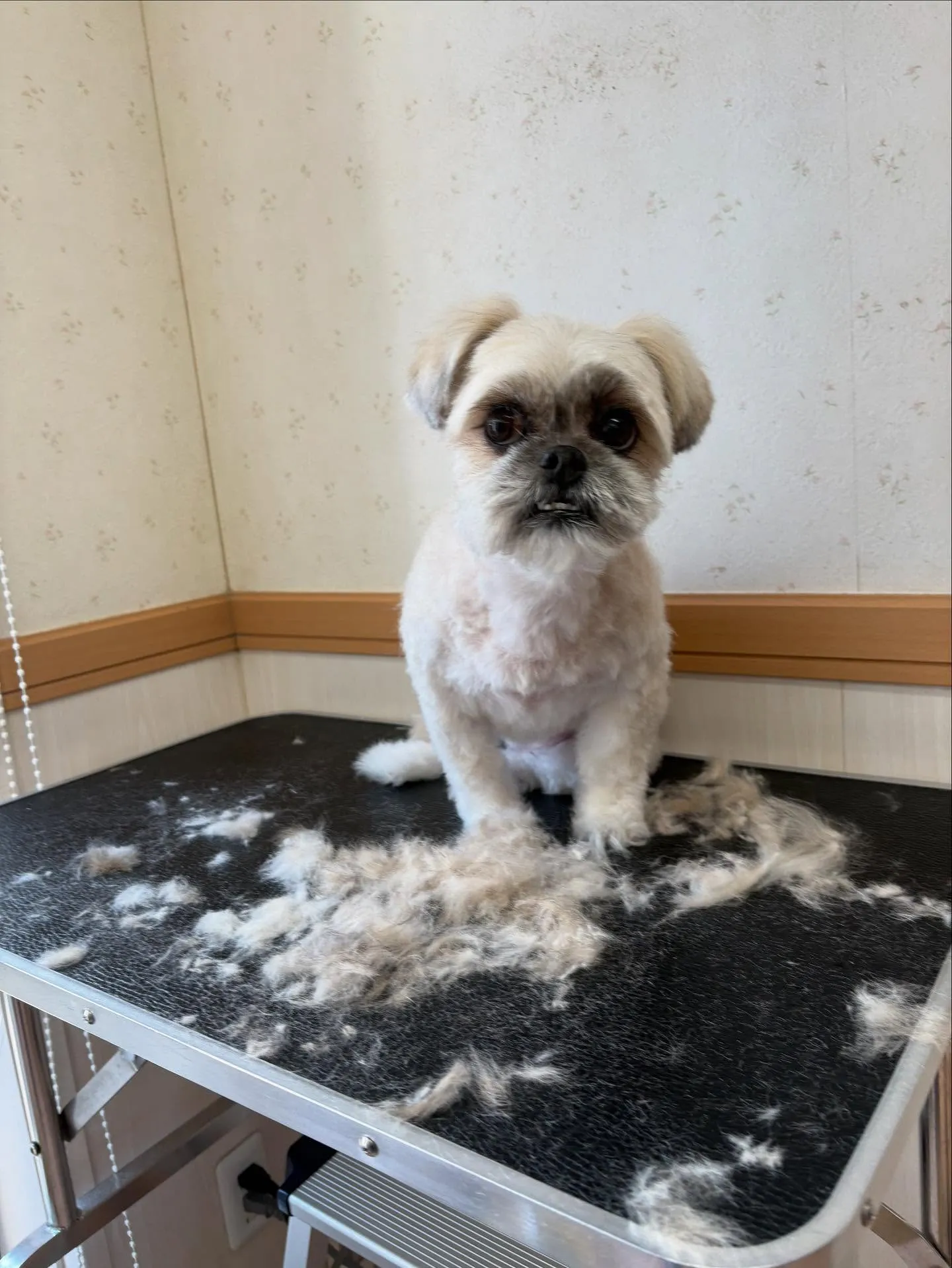 犬のトリミング✂️