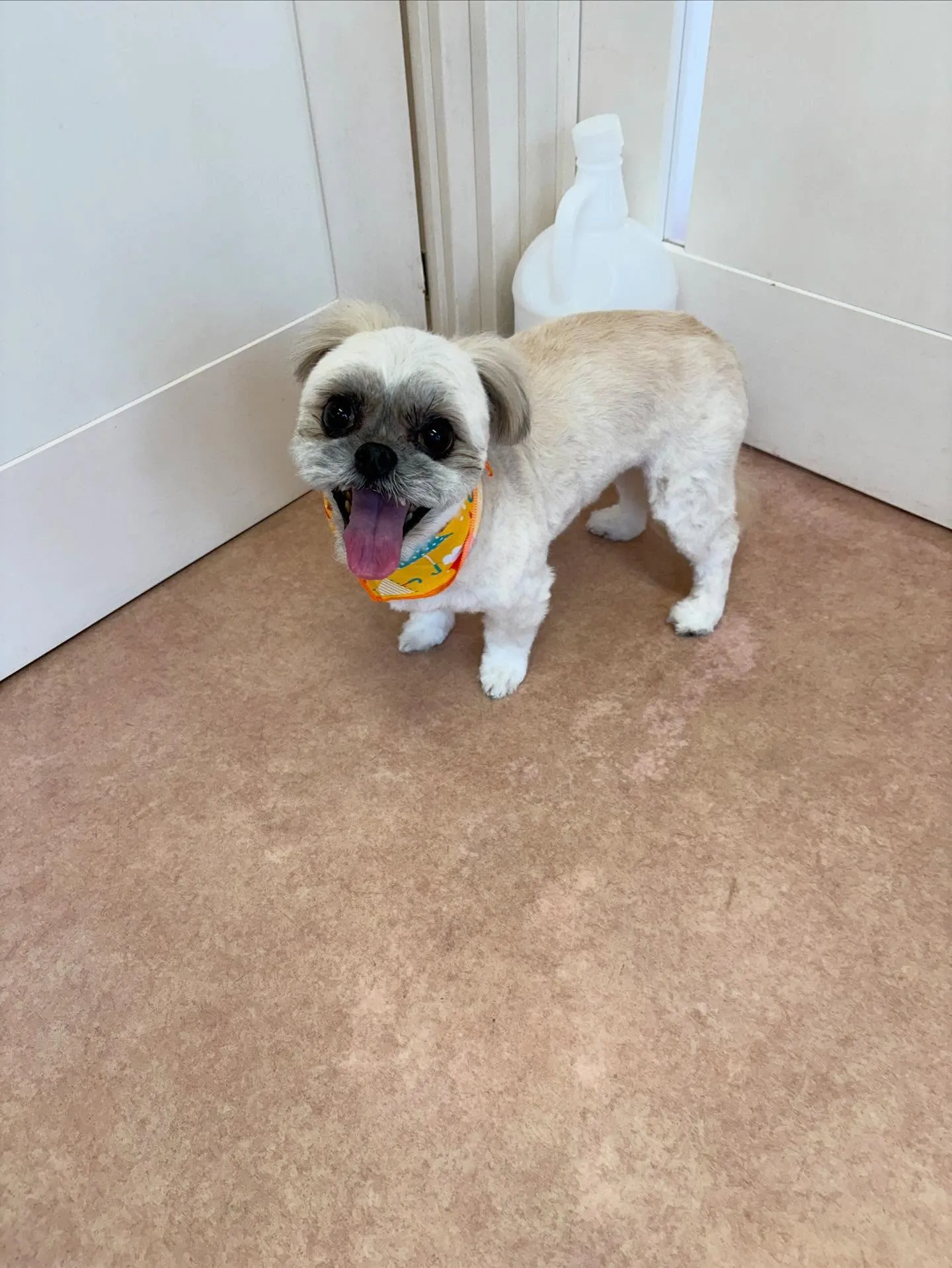 犬のトリミング✂️