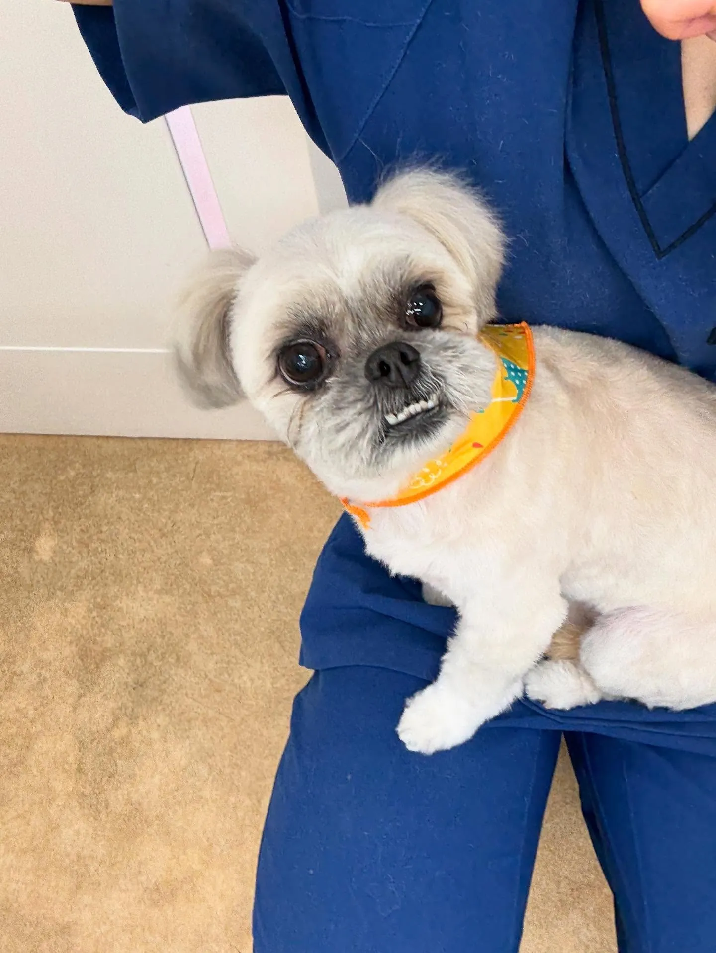 犬のトリミング✂️