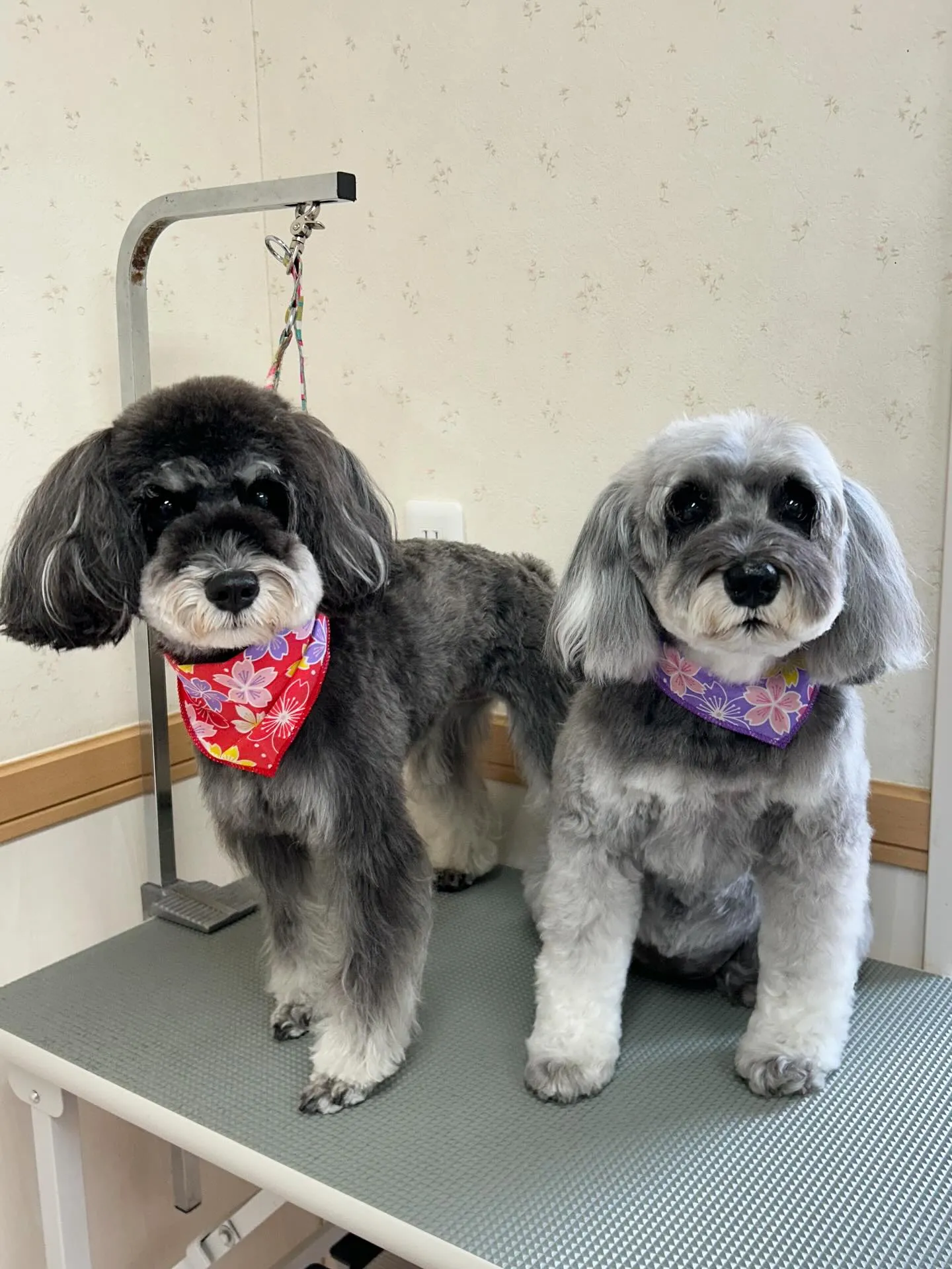 犬のトリミング✂️
