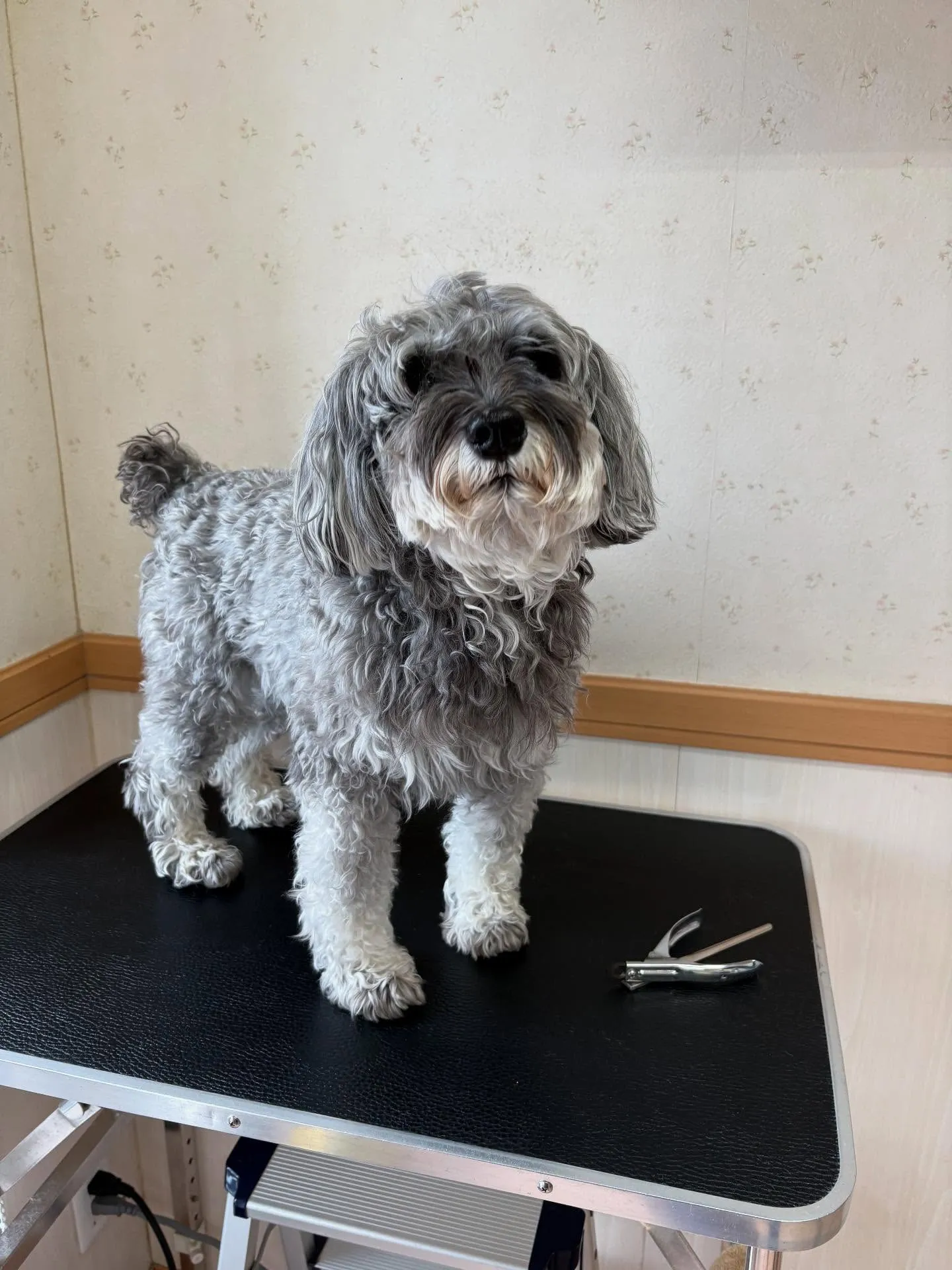 犬のトリミング✂️