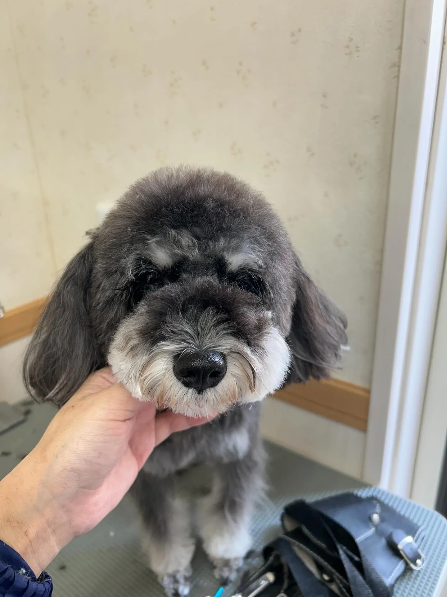 犬のトリミング✂️