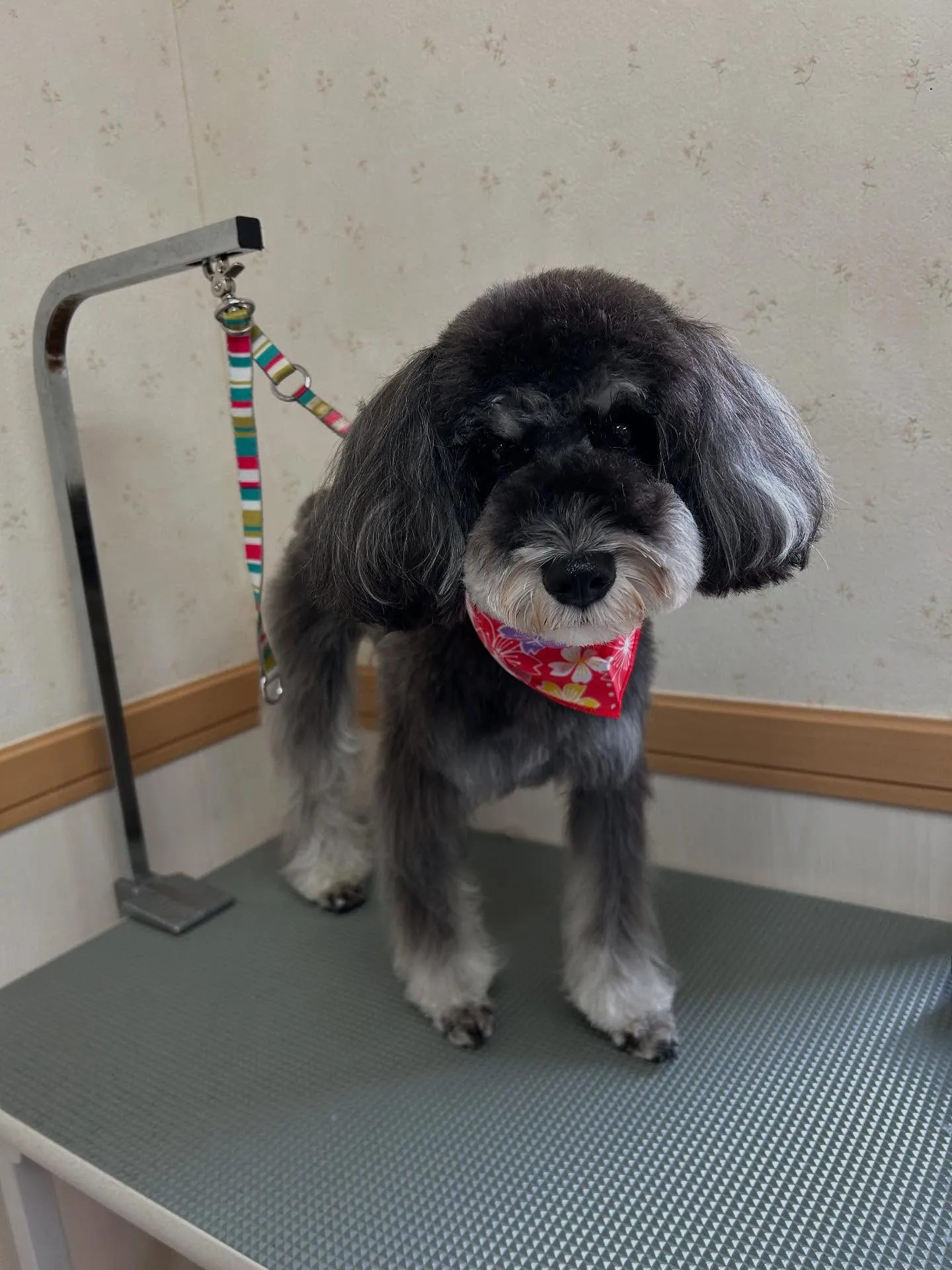 犬のトリミング✂️