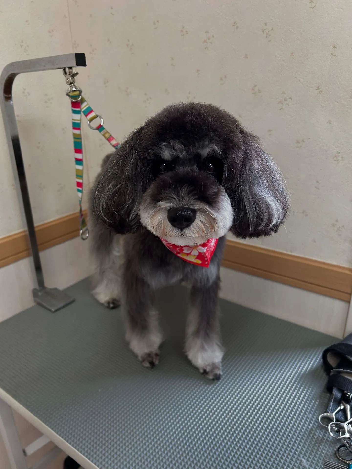 犬のトリミング✂️