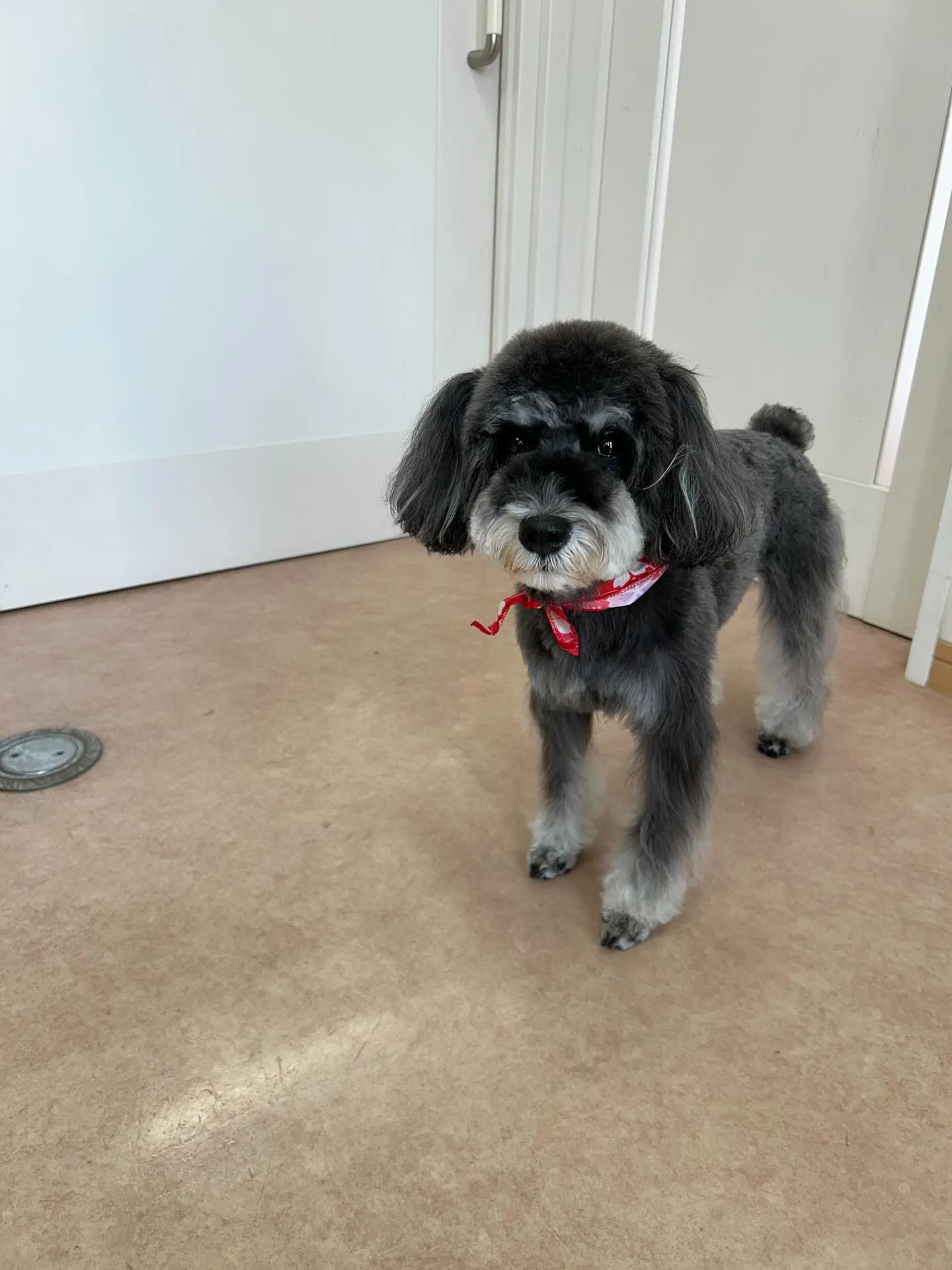 犬のトリミング✂️
