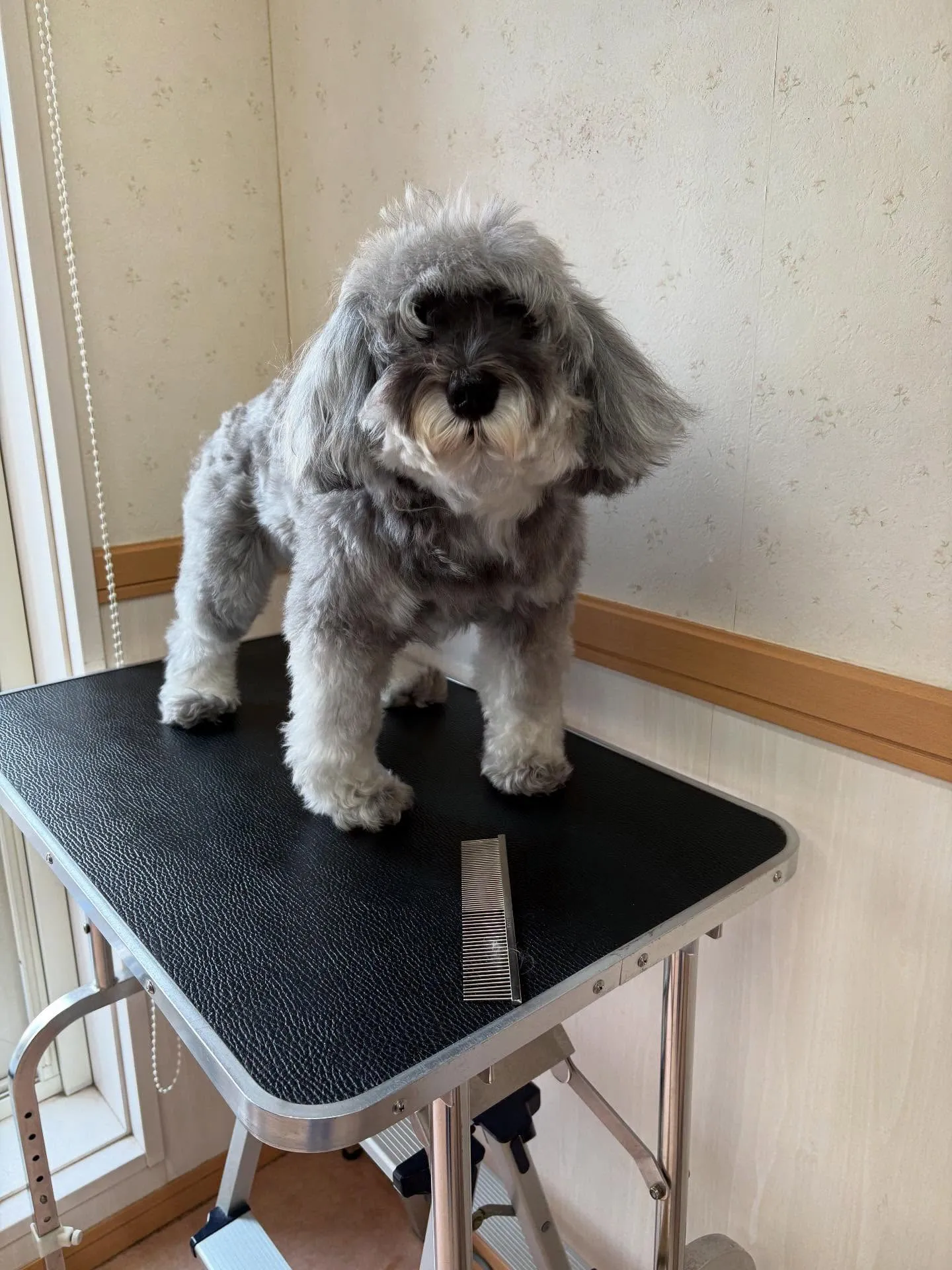 犬のトリミング✂️