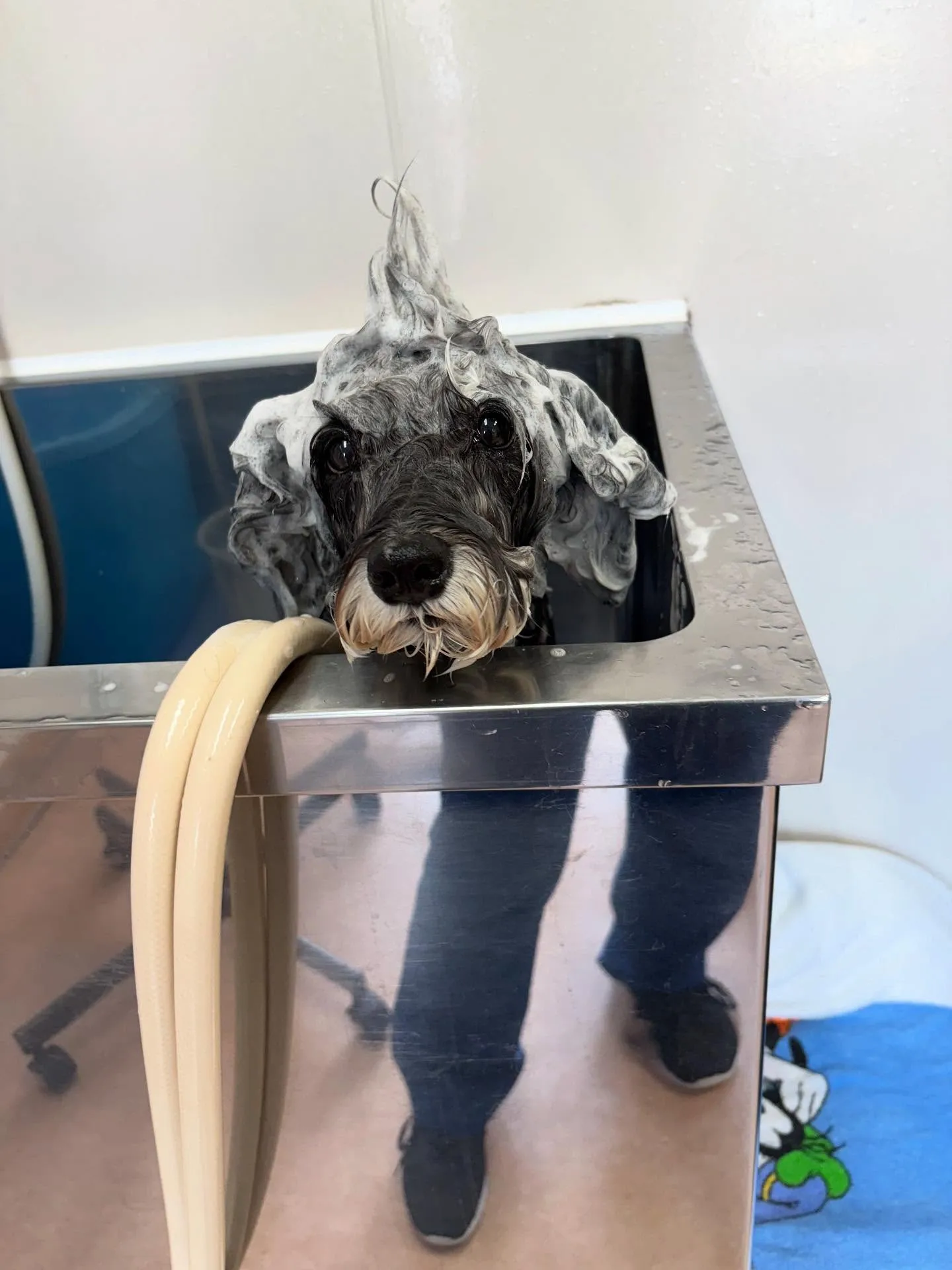 犬のトリミング✂️