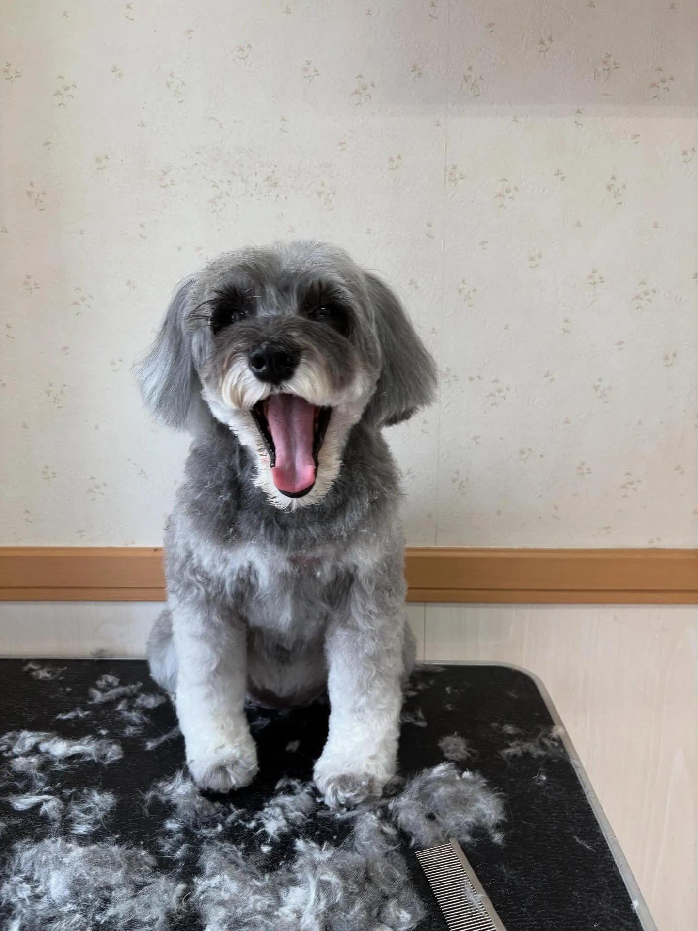 犬のトリミング✂️
