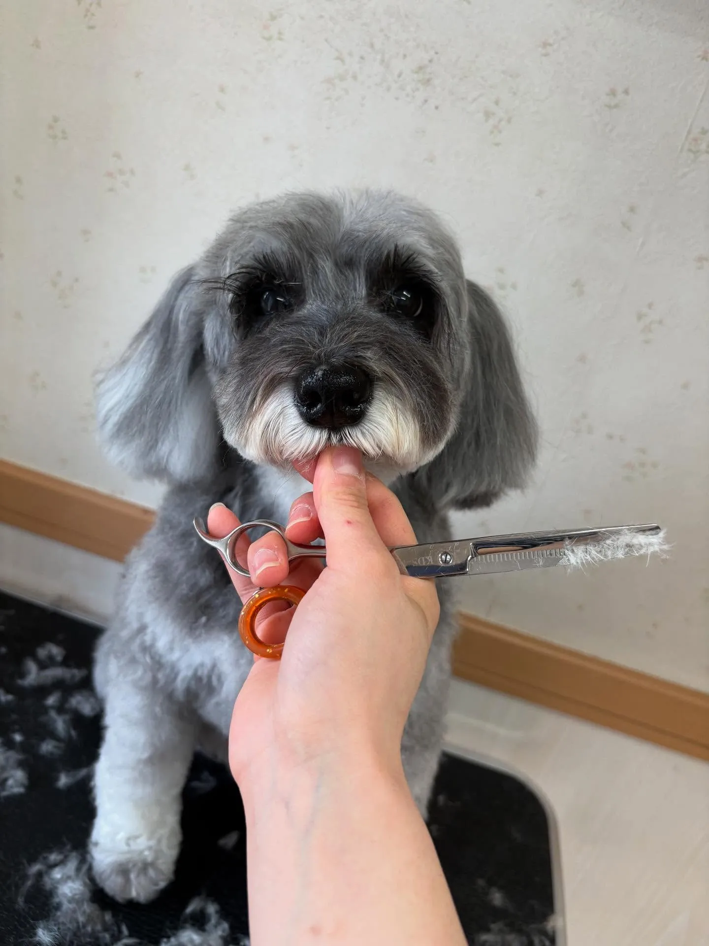 犬のトリミング✂️