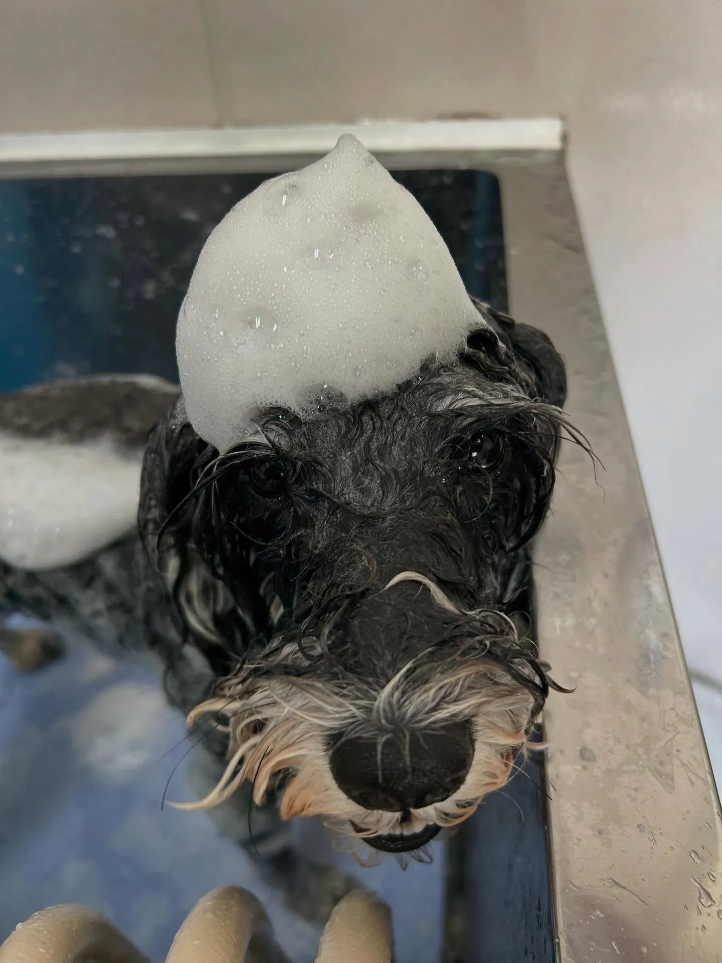 犬のトリミング✂️