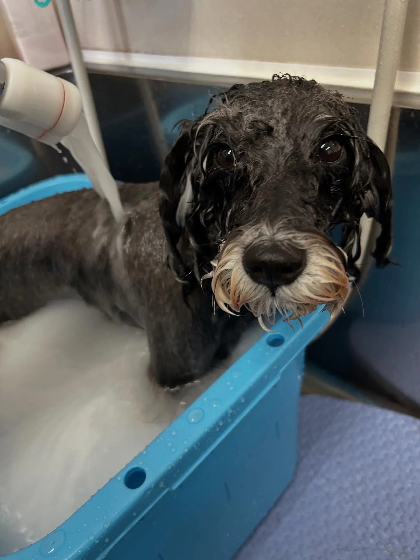 犬のトリミング✂️