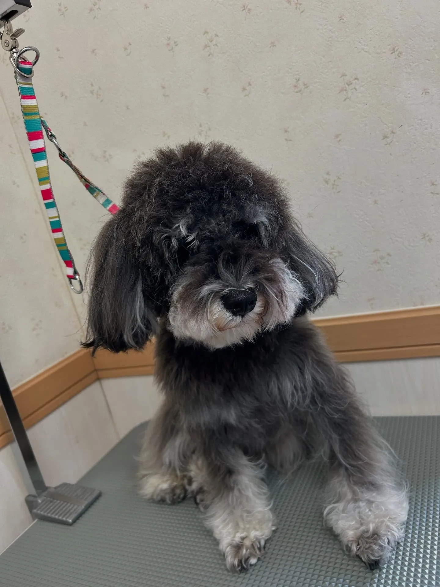 犬のトリミング✂️