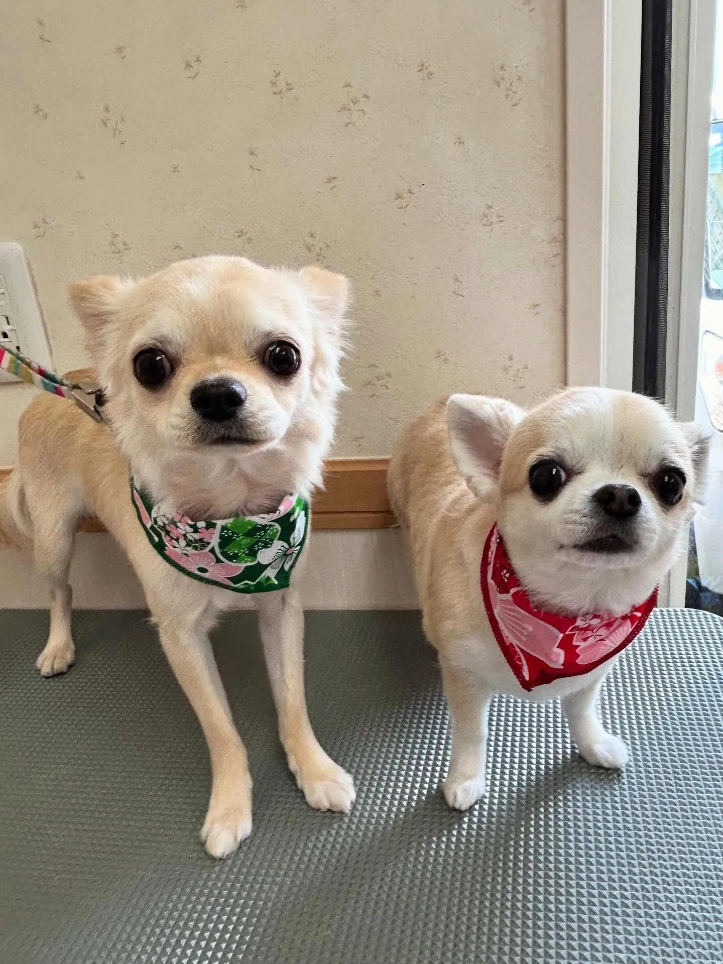 犬のトリミング✂️