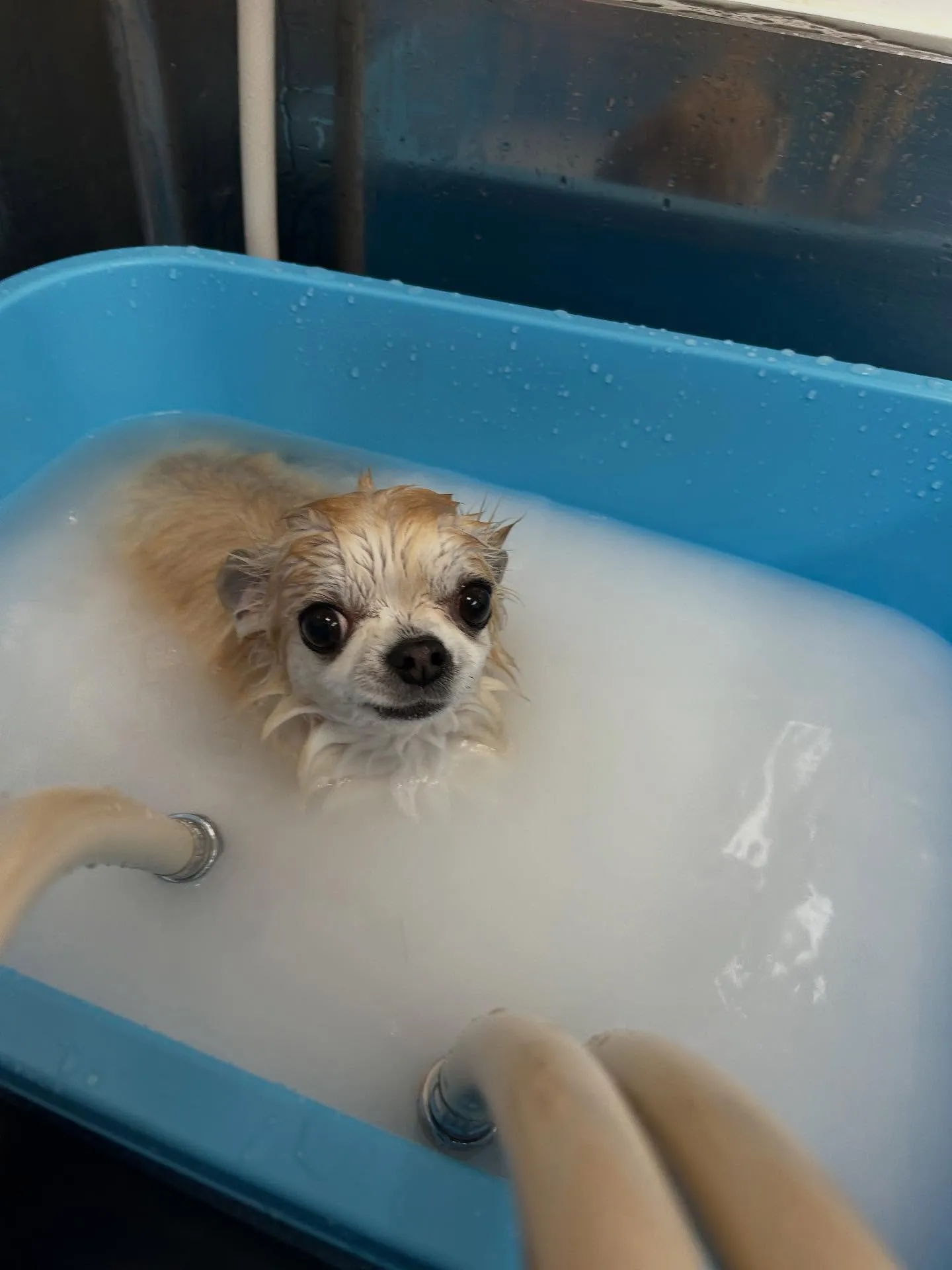 犬のトリミング✂️