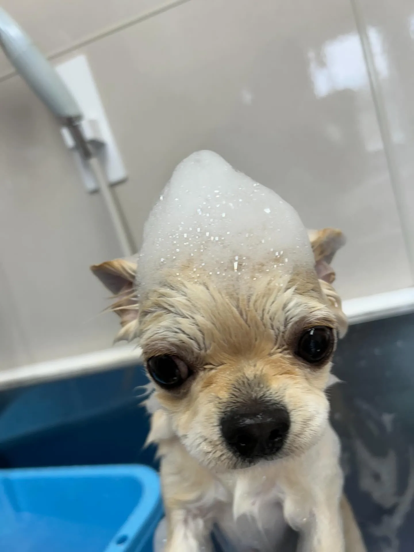 犬のトリミング✂️