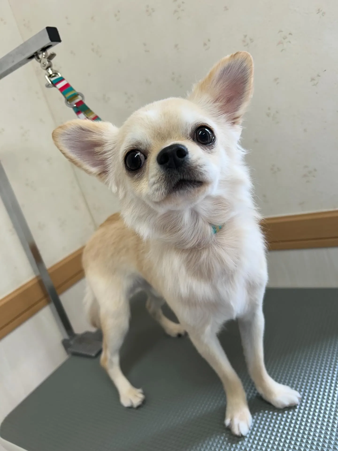 犬のトリミング✂️