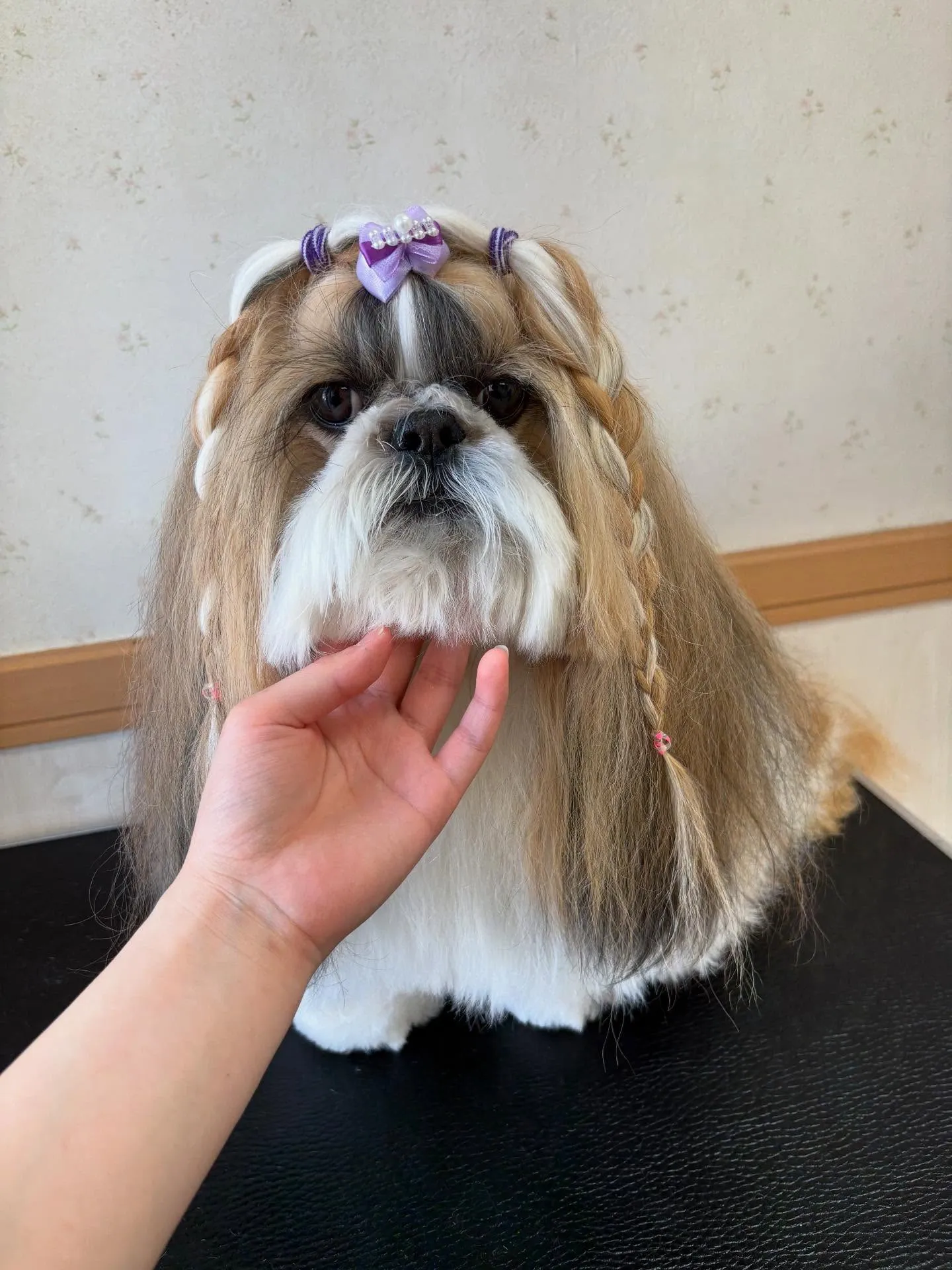 犬のシャンプー🫧