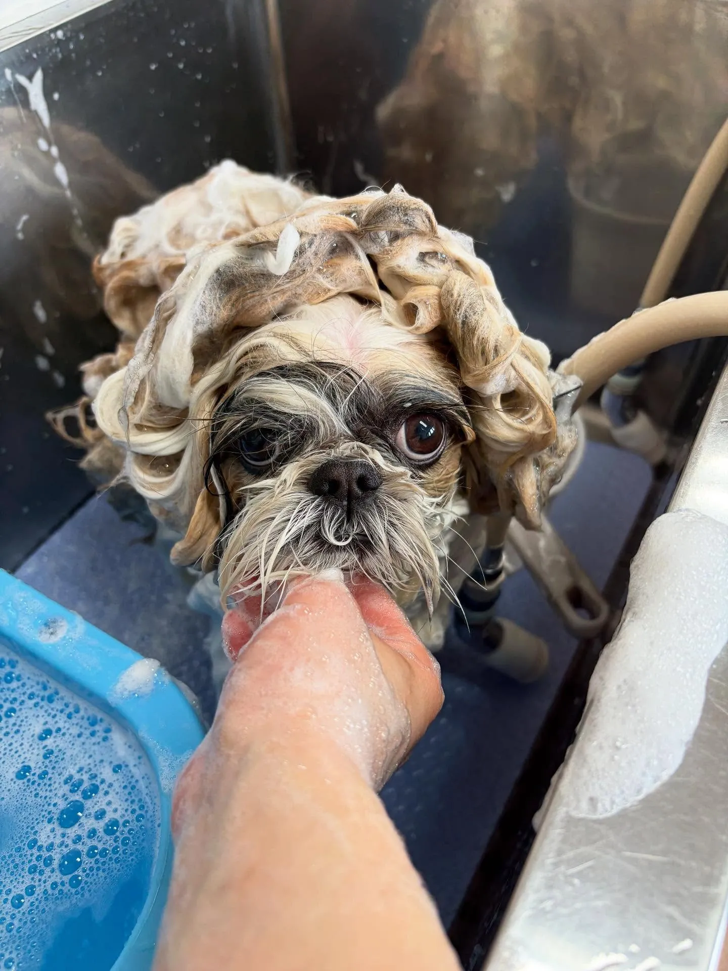 犬のシャンプー🫧