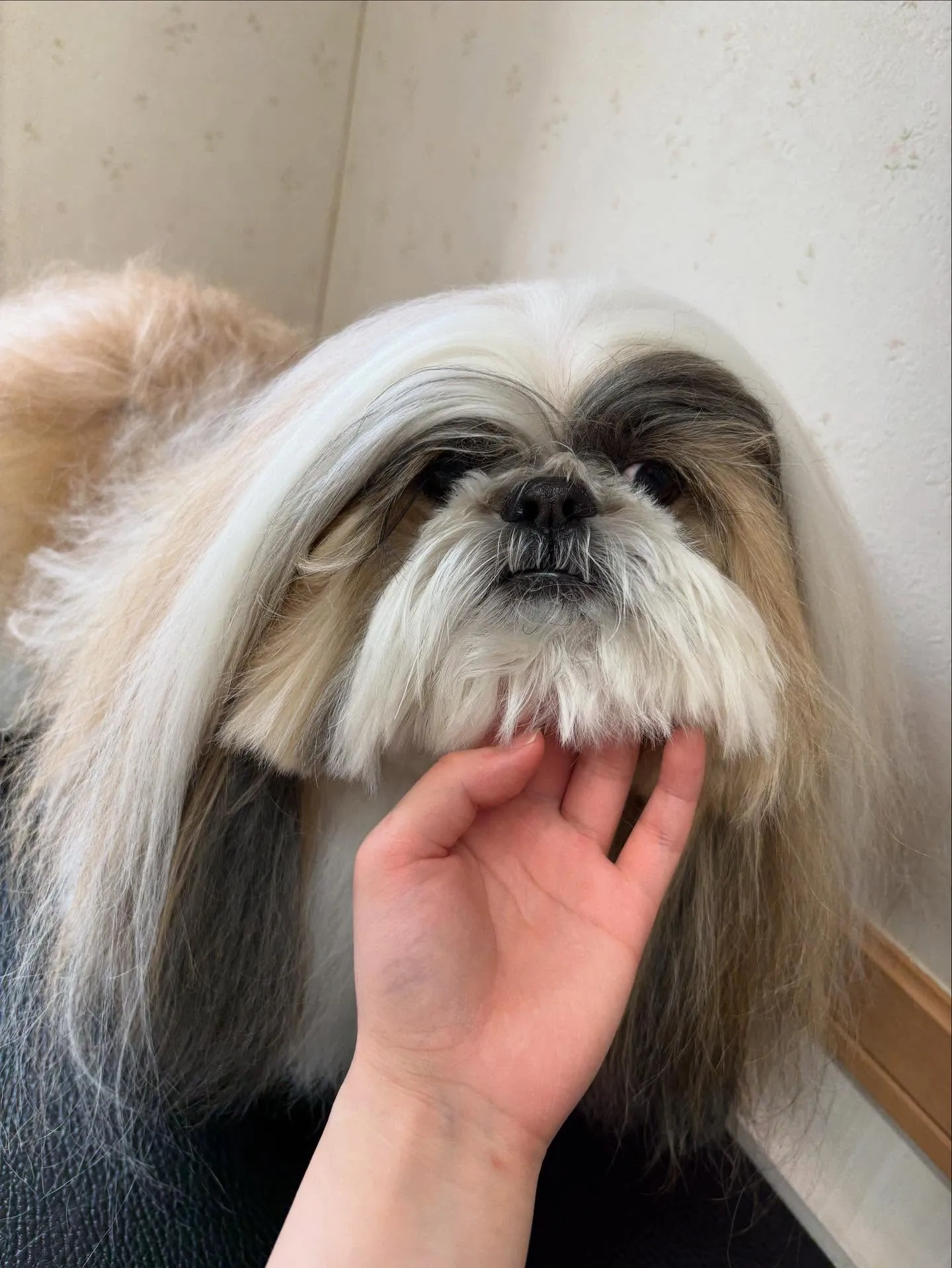 犬のシャンプー🫧