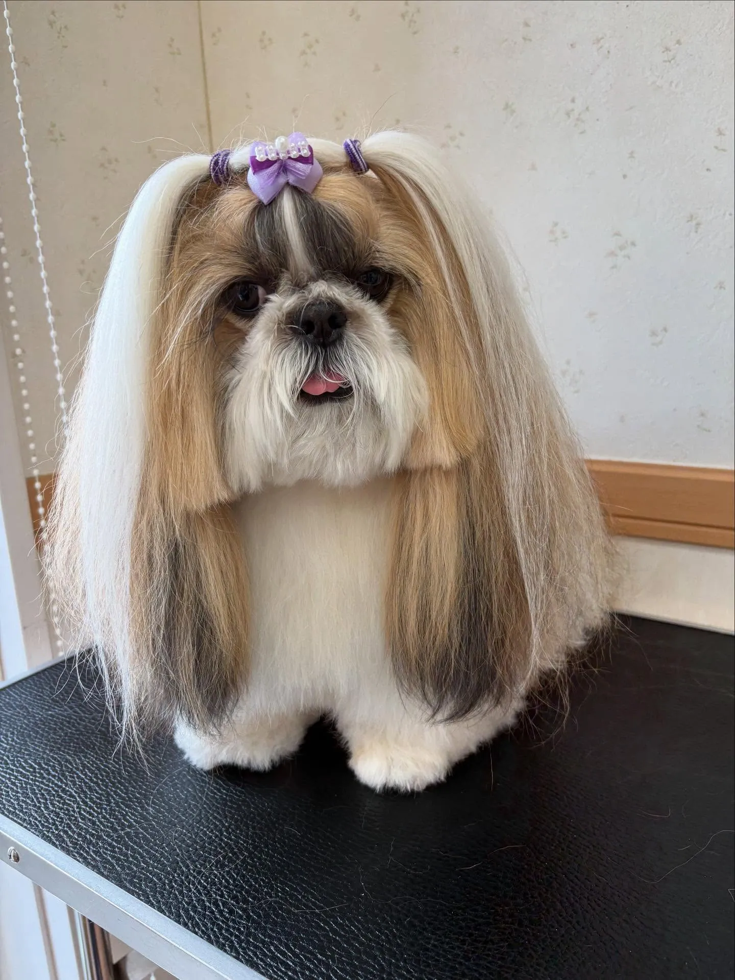 犬のシャンプー🫧