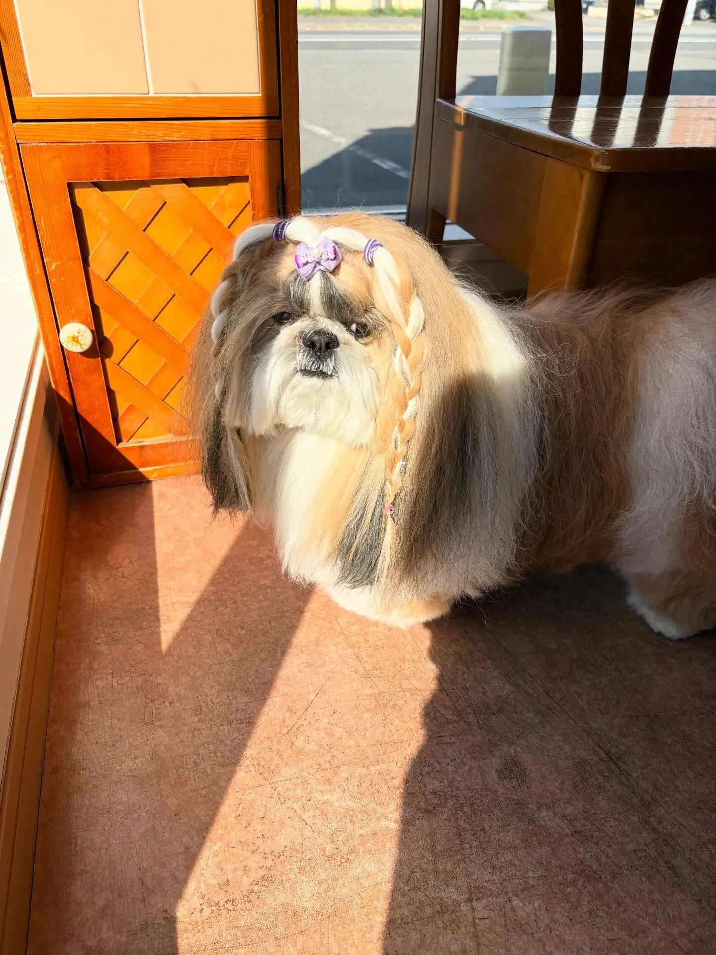 犬のシャンプー🫧