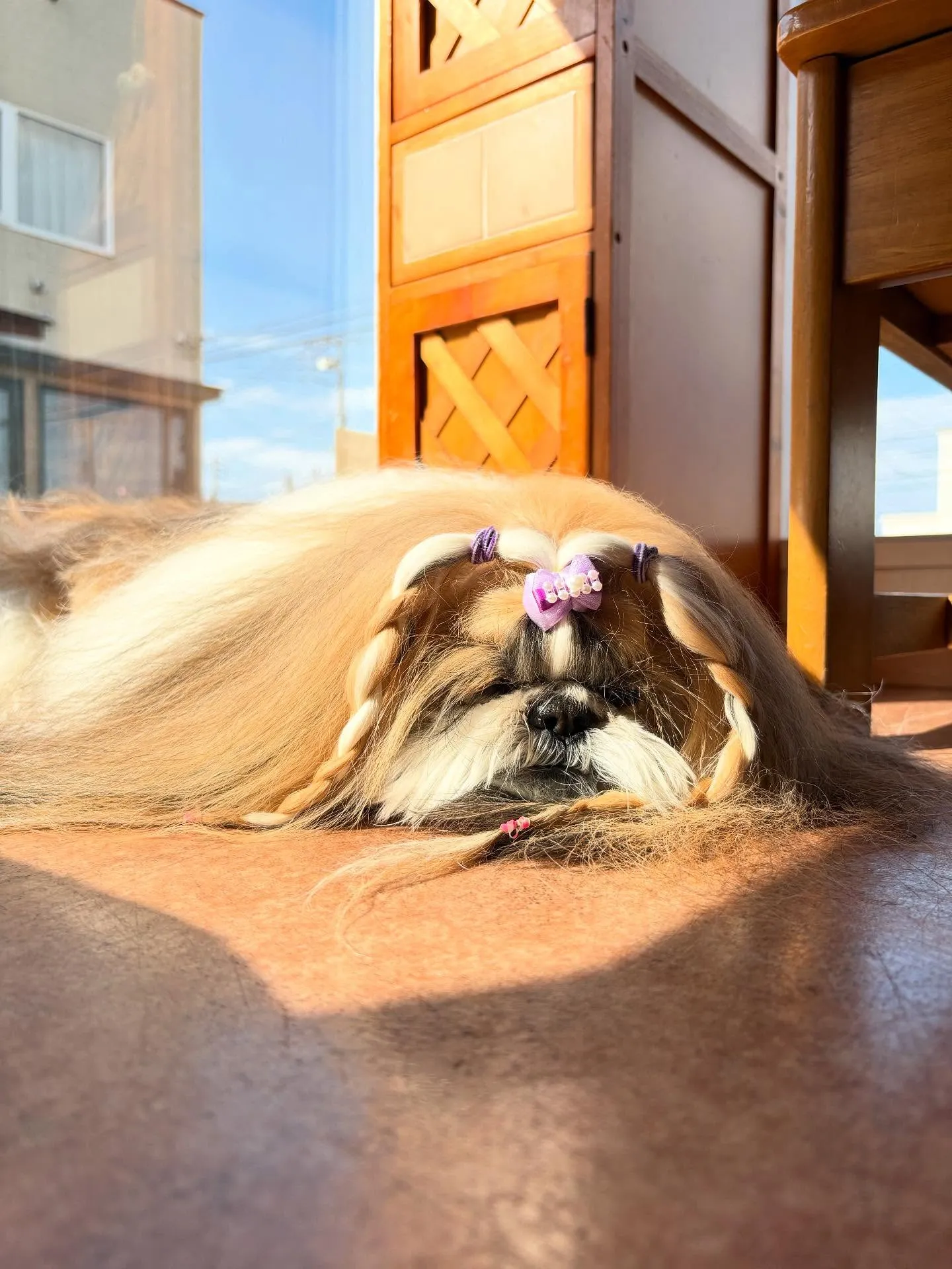 犬のシャンプー🫧