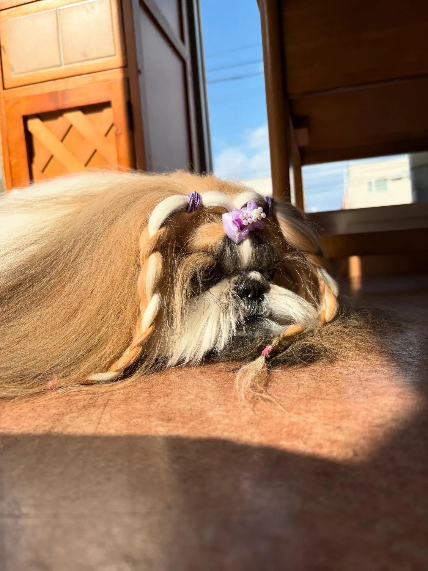 犬のシャンプー🫧