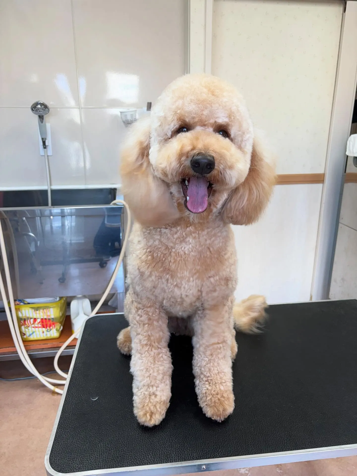 犬のシャンプー🫧