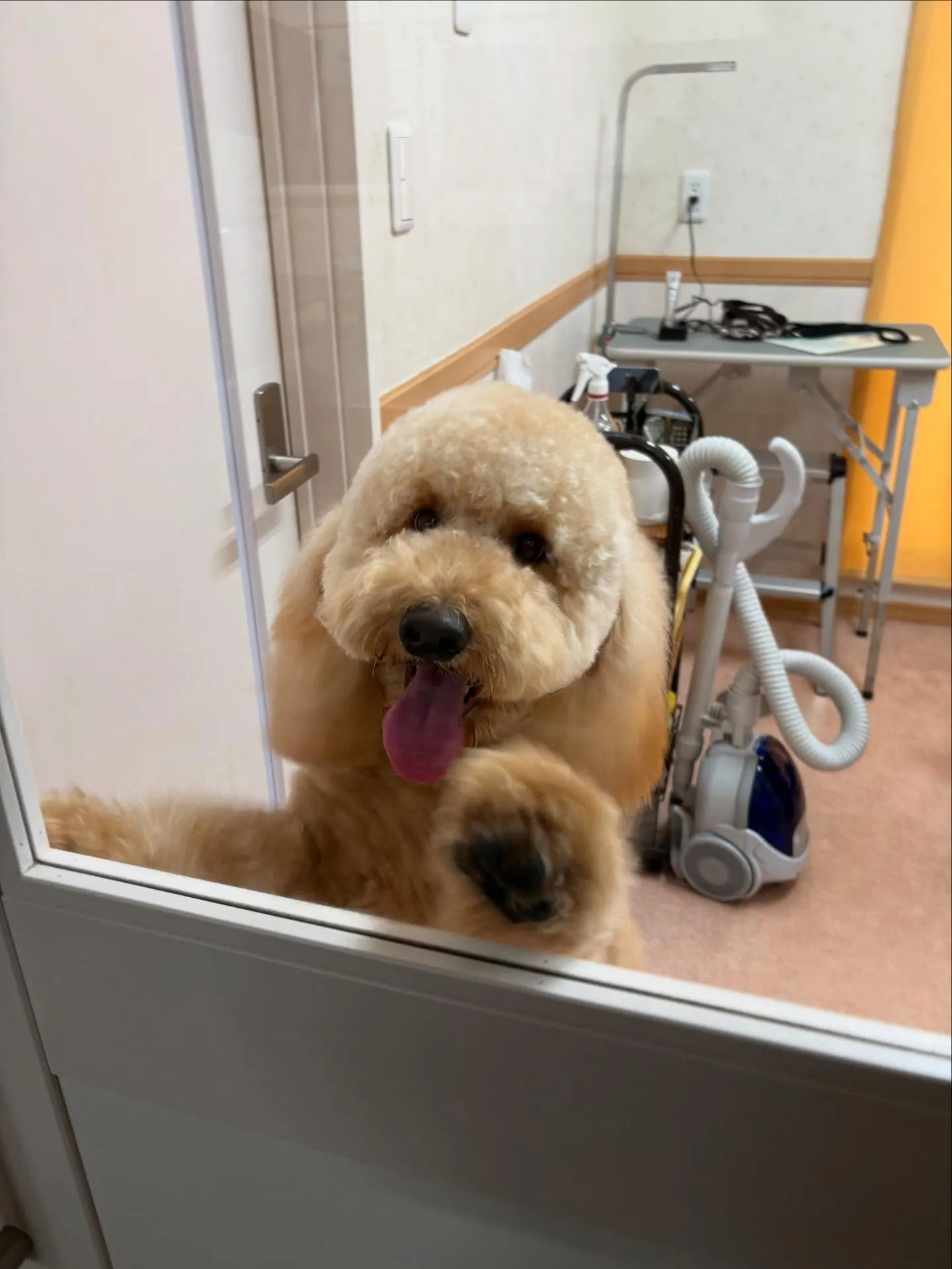 犬のシャンプー🫧