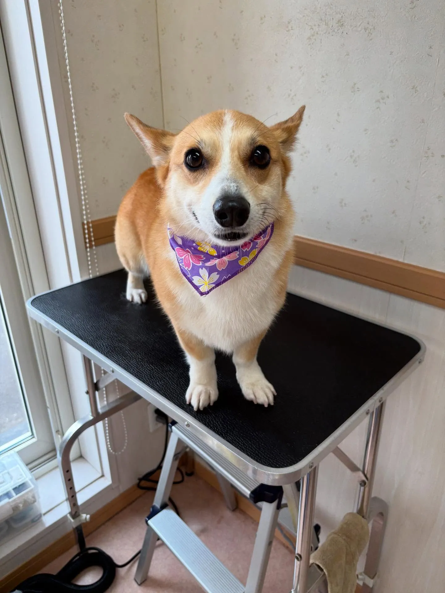 犬のシャンプー🫧