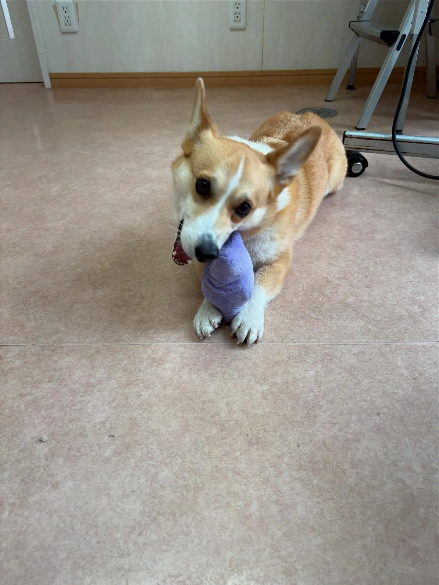 犬のシャンプー🫧