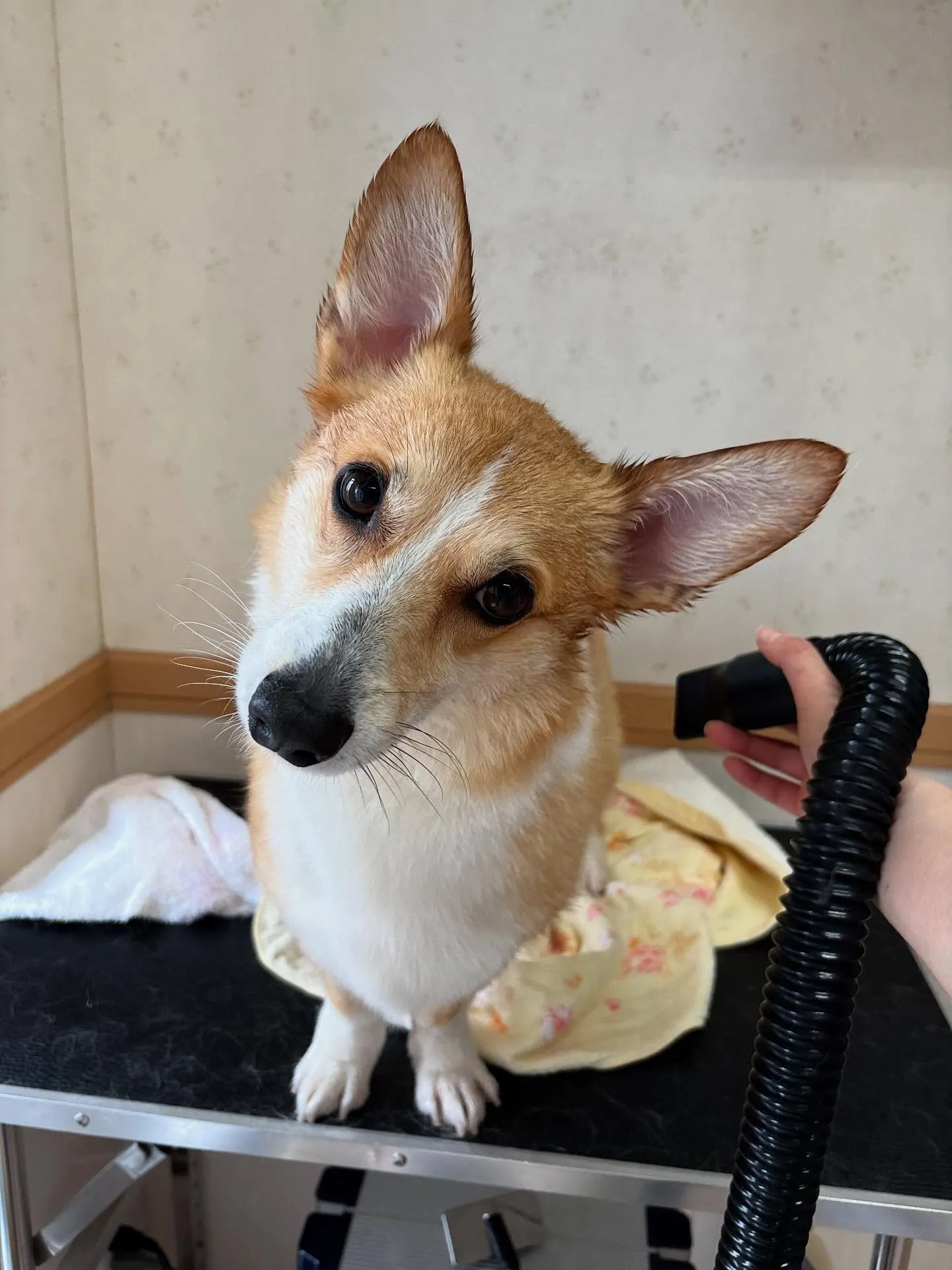 犬のシャンプー🫧