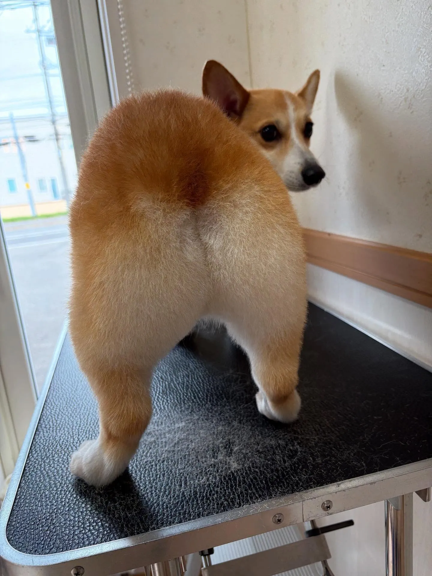 犬のシャンプー🫧