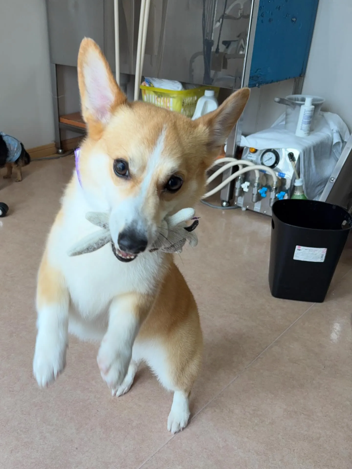 犬のシャンプー🫧