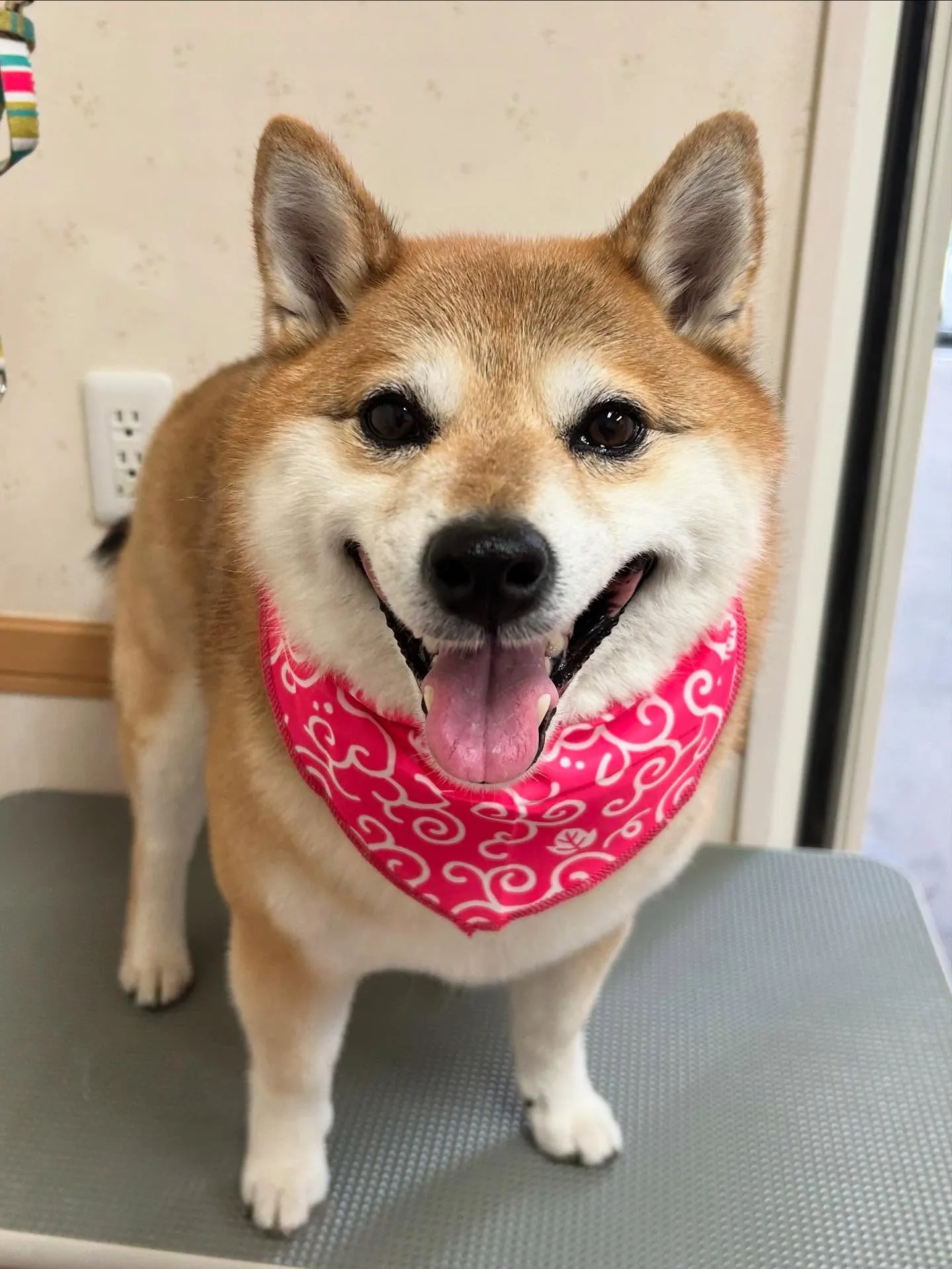 犬のシャンプー🫧