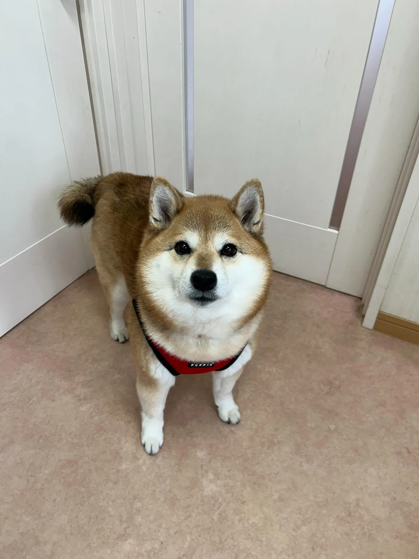 犬のシャンプー🫧