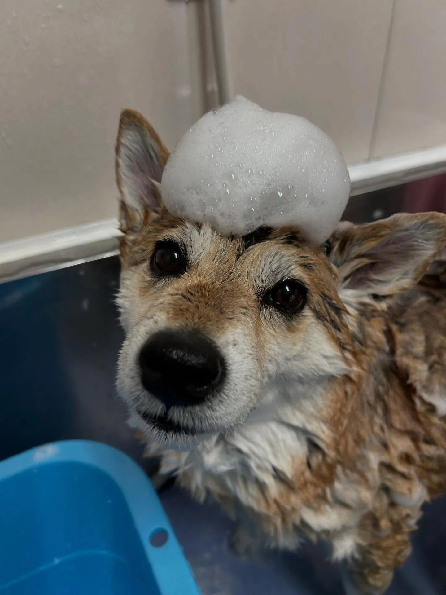 犬のシャンプー🫧